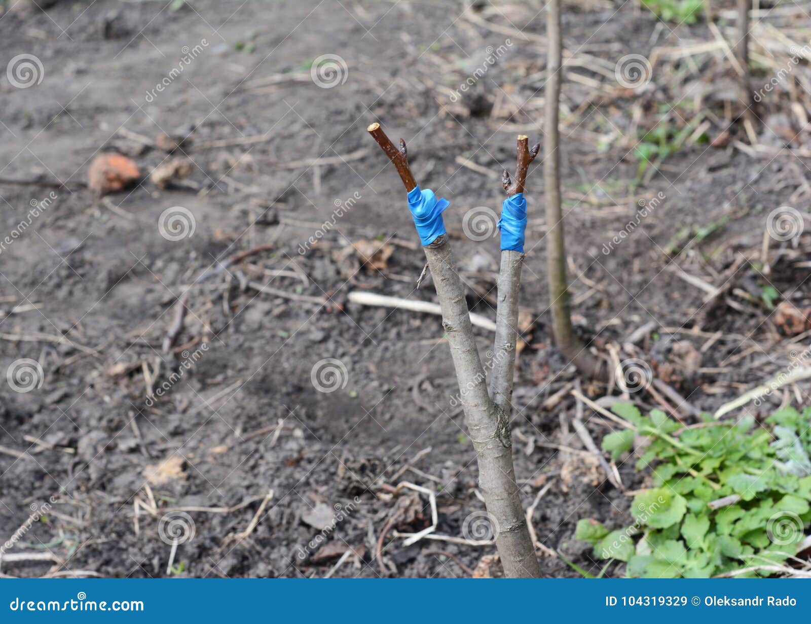 Grafting Fruit Pear Tree. Step by Step Stock Image Image of trees
