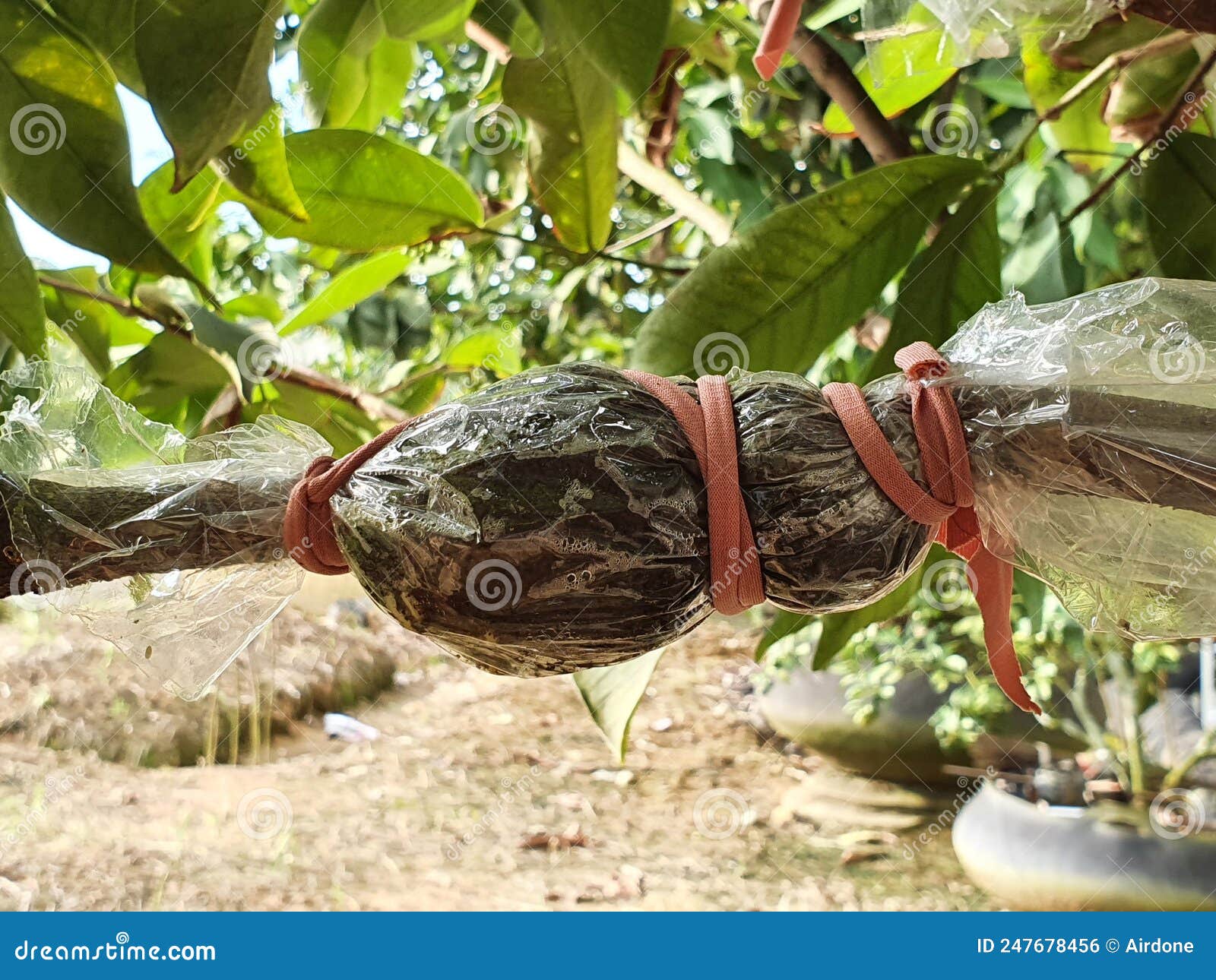 Grafting Rose Apple Tree Branch, Plant Cultivation Stock Photo Image