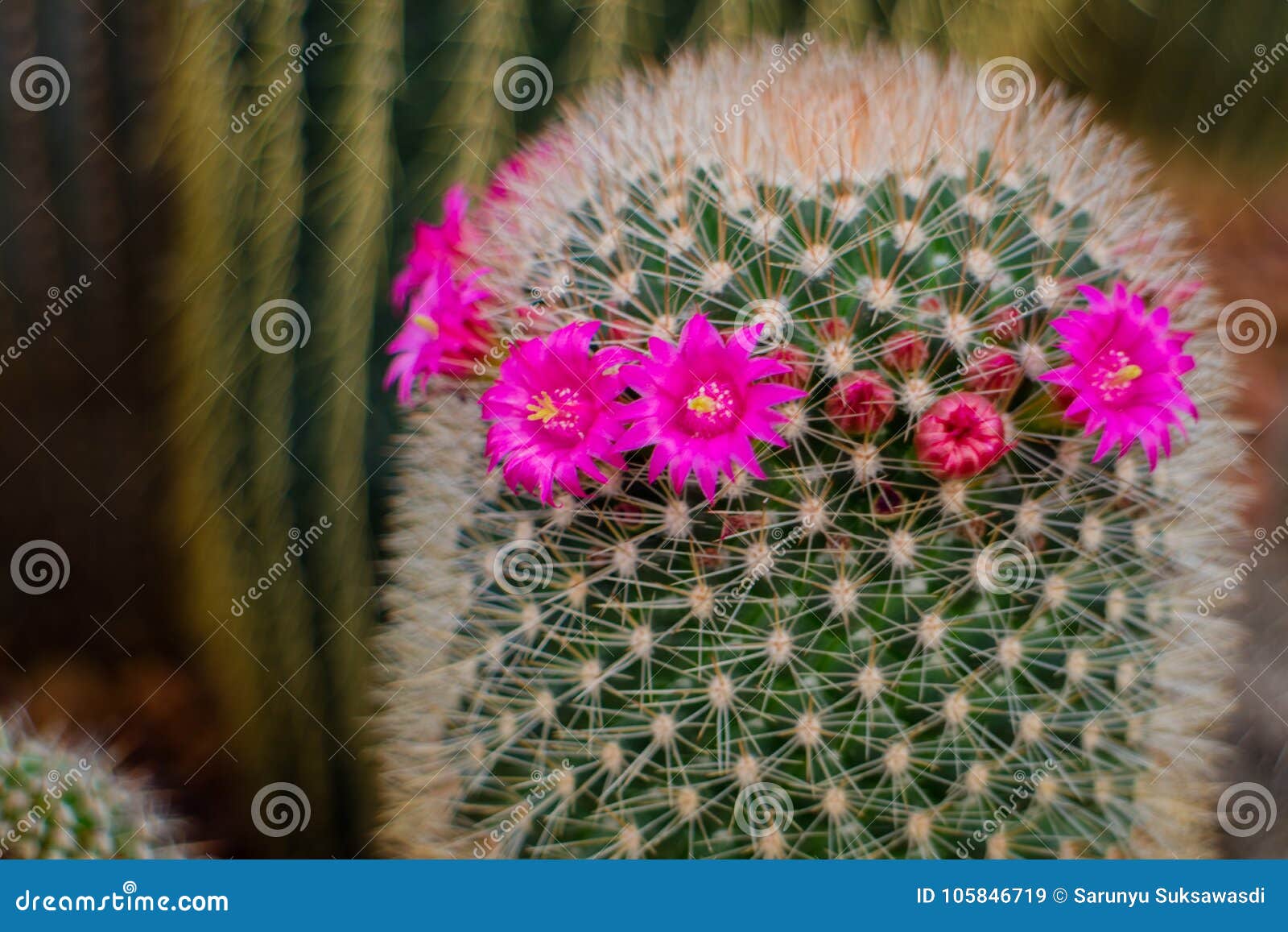 Grahamii Do Mammillaria, Flores Do Cacto Imagem de Stock - Imagem de  deserto, espinhos: 105846719