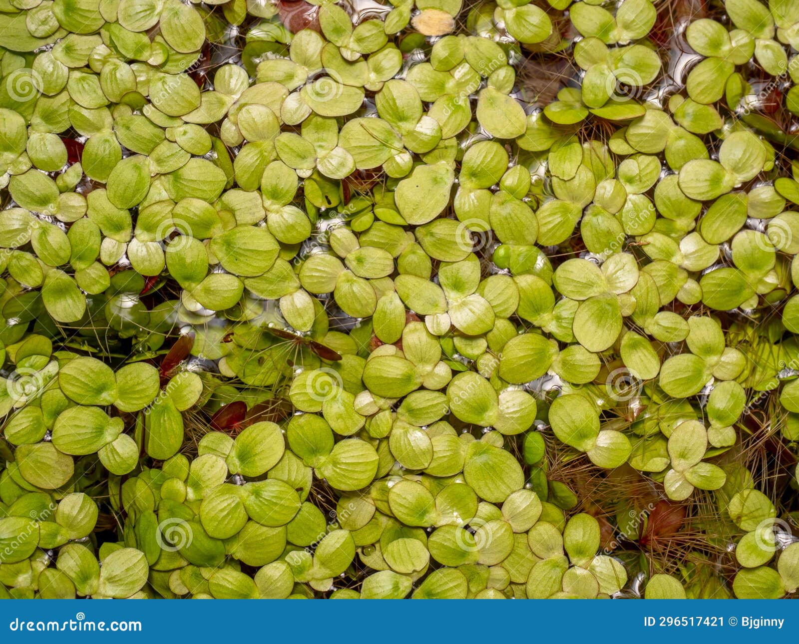 Grail of Aquatic Plants , Duckweed on the Water Stock Image Image of