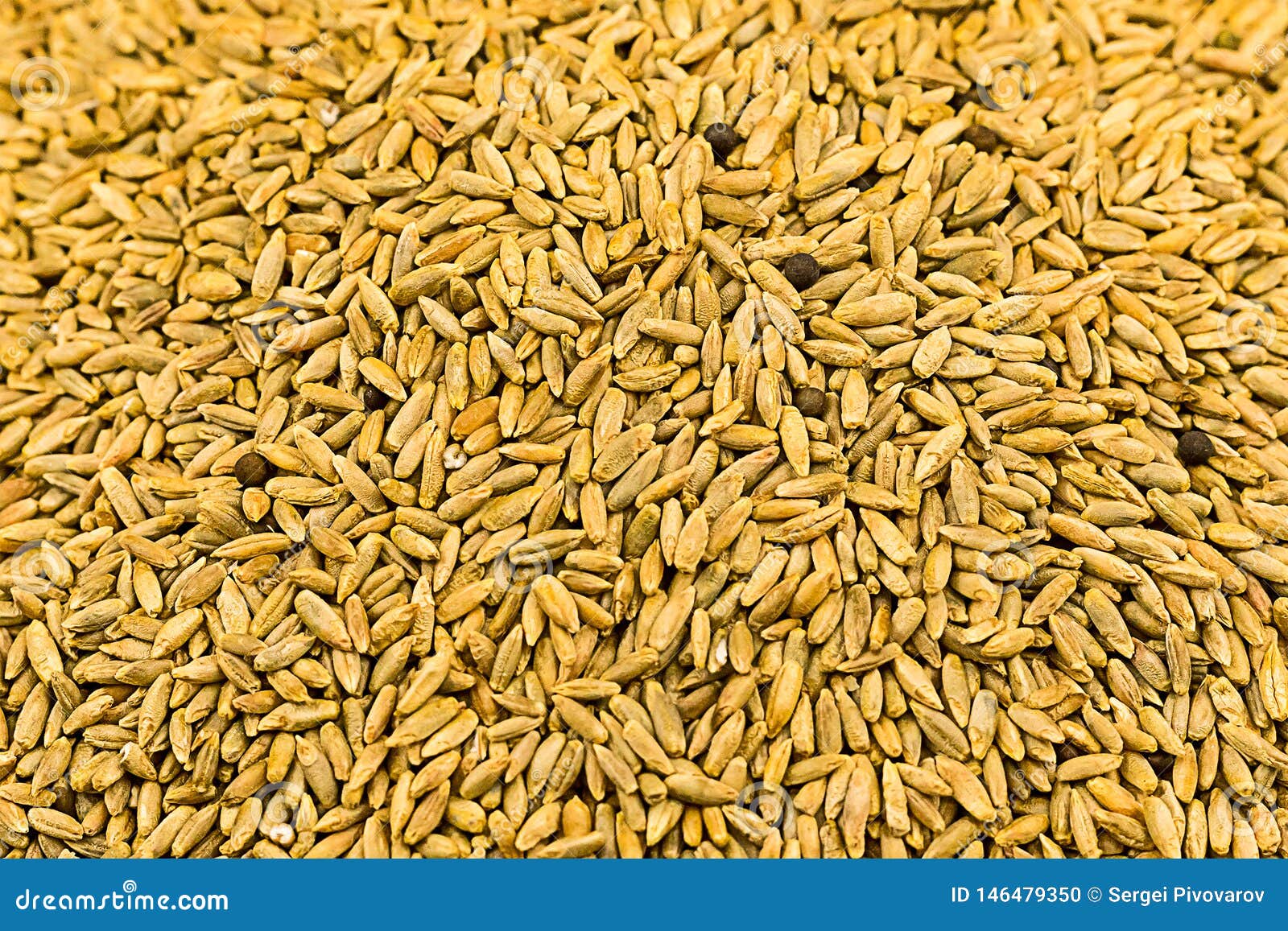 Grain Background Light Brown Long Millet Ingredients Brewing Malt