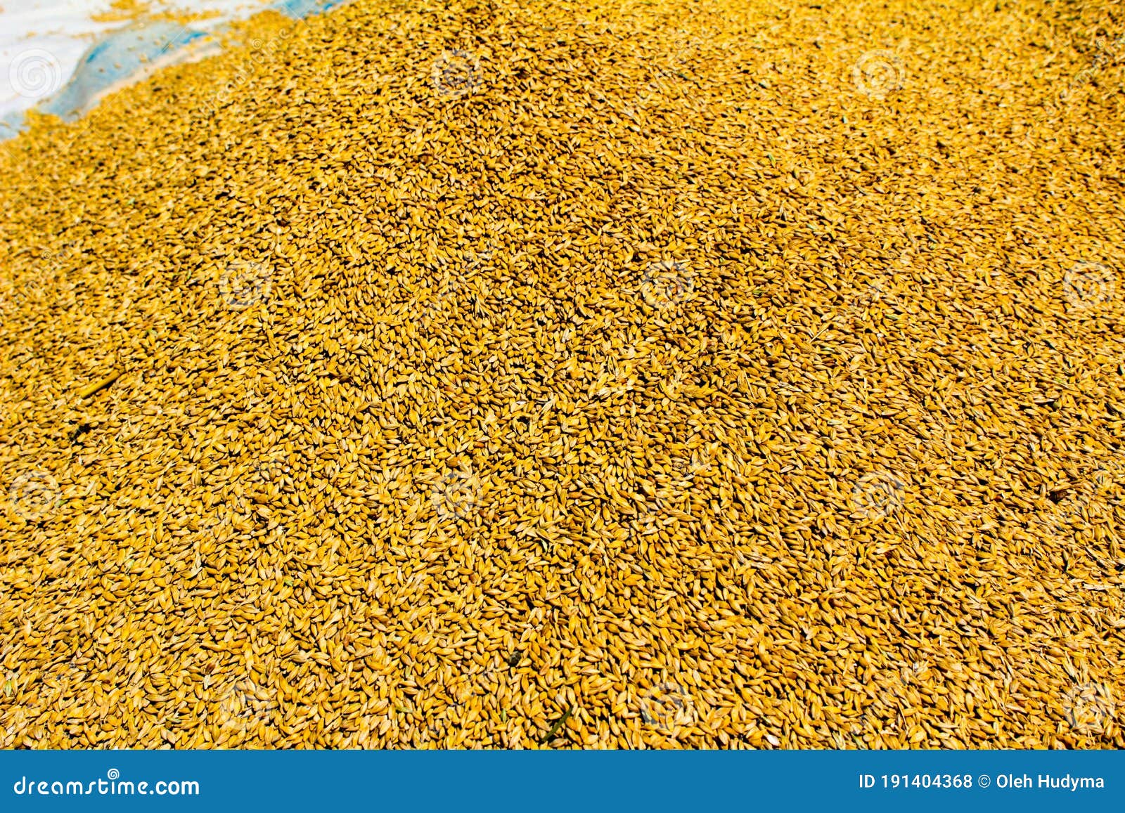 Grain of Barley New Harvest of Barley 2020 Ukraine Stock Photo Image