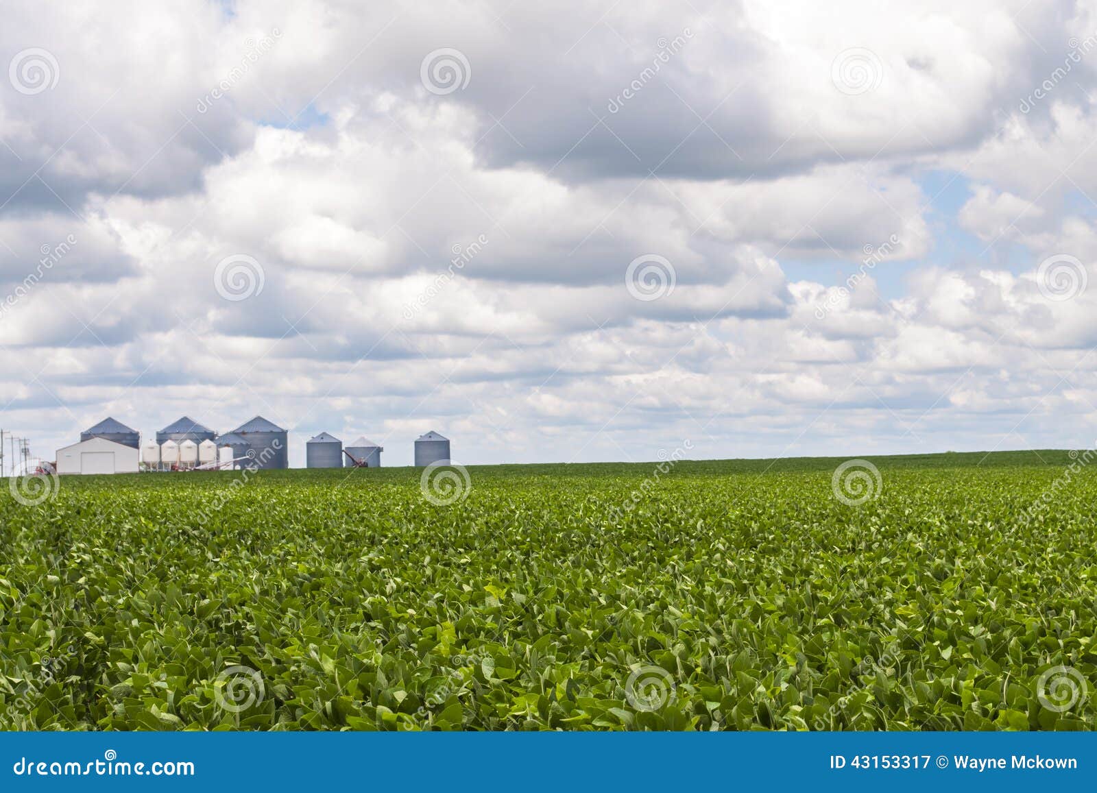 grain bins and soy bean crop