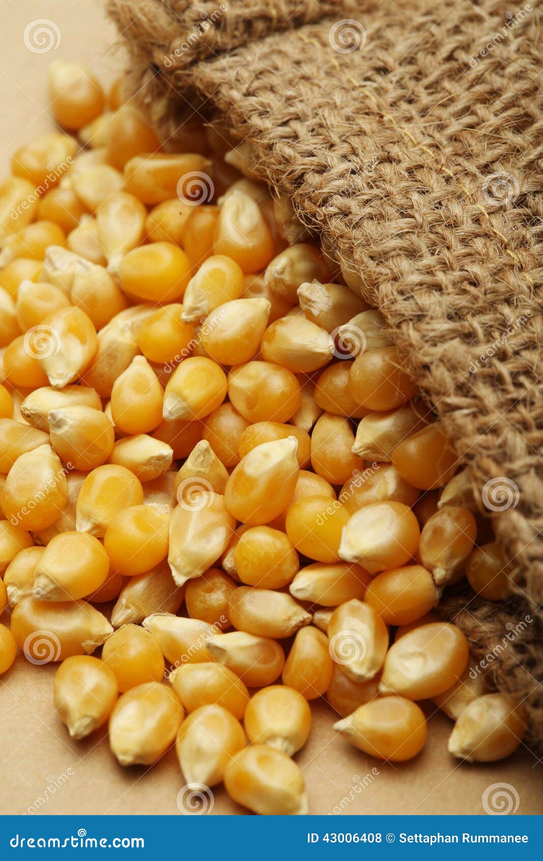 The Grain Corn in Small Sack Stock Photo Image of cook, harvesting