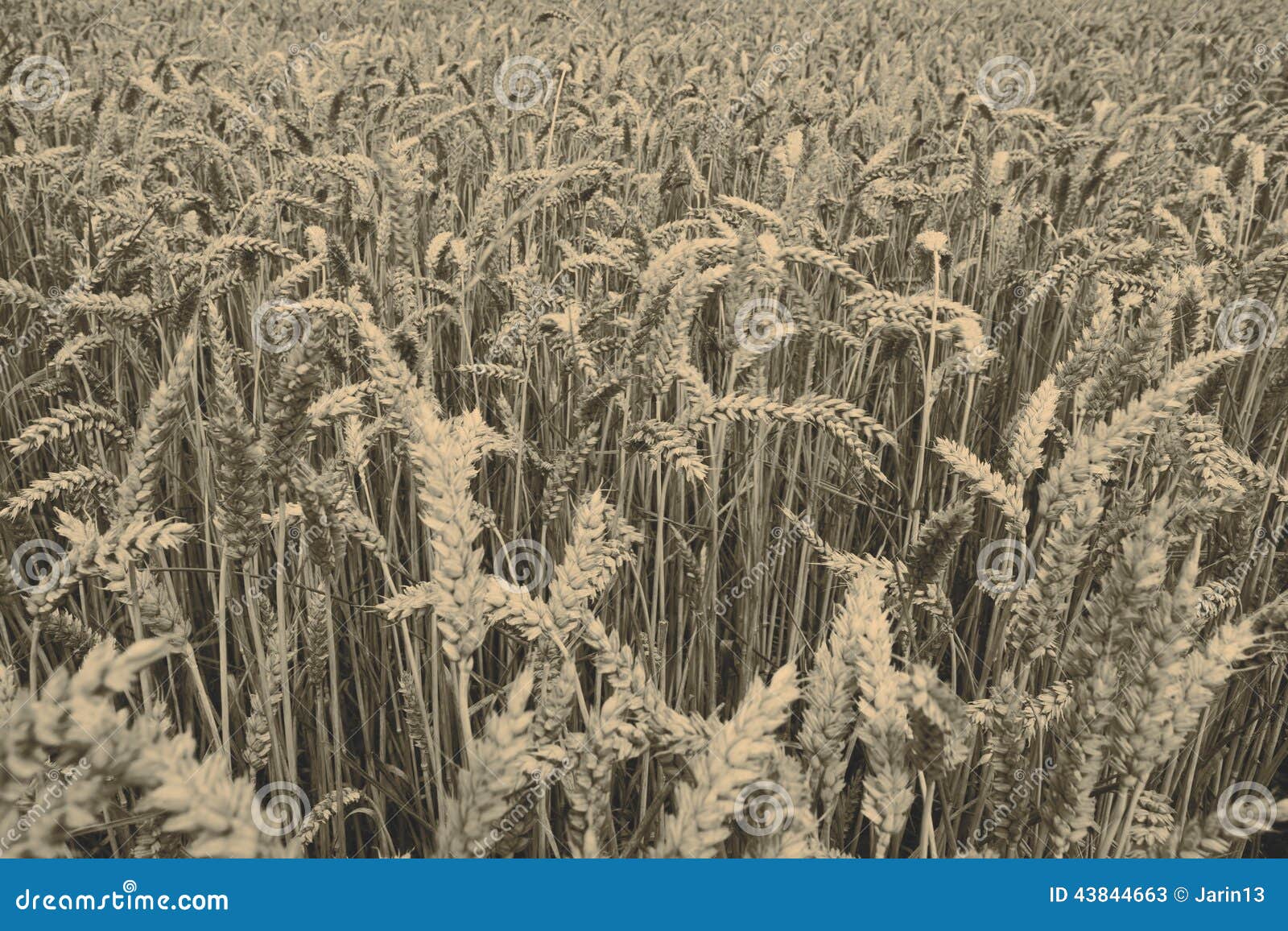 Grain harvest - barley, wheat, straw