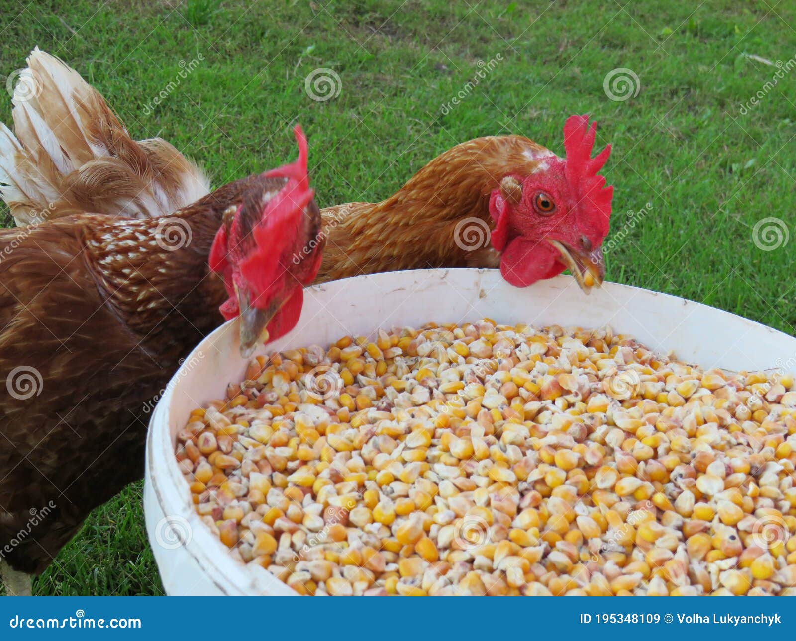Chickens Eating Stock Image 31525609