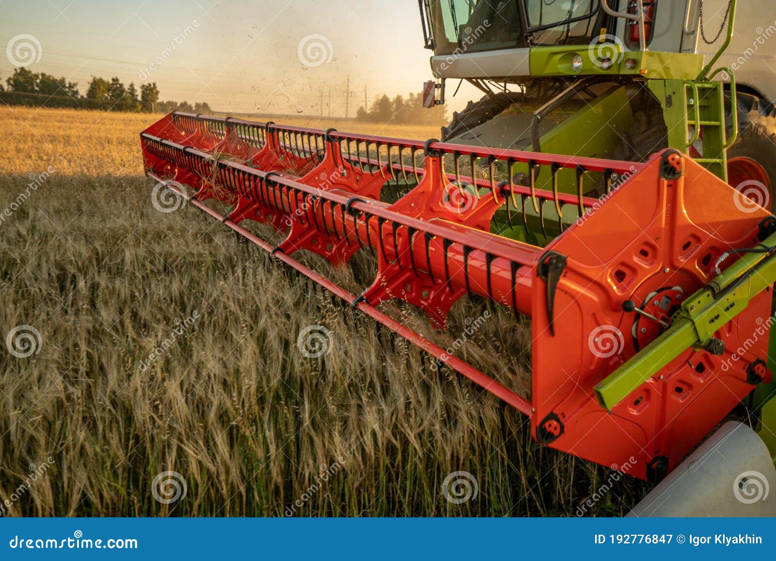 Grain Harvesting, Closeup Reaper Cuts the Spikelets Stock Image