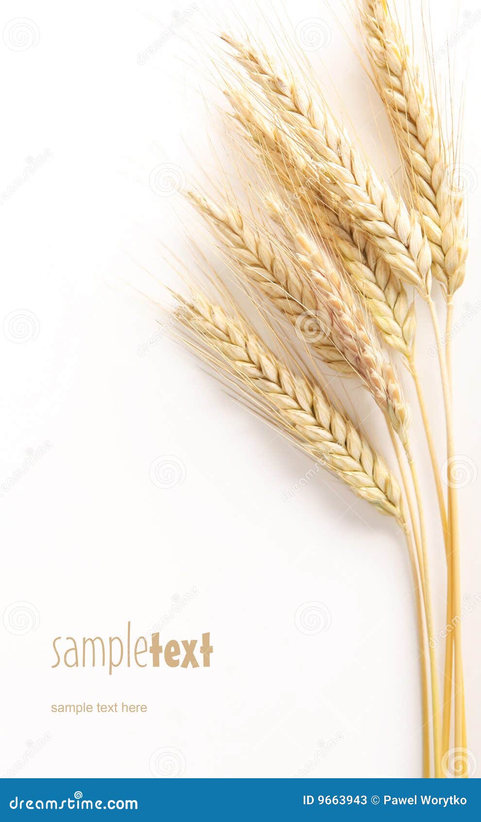 Grain Head Stock Photos Image 9663943