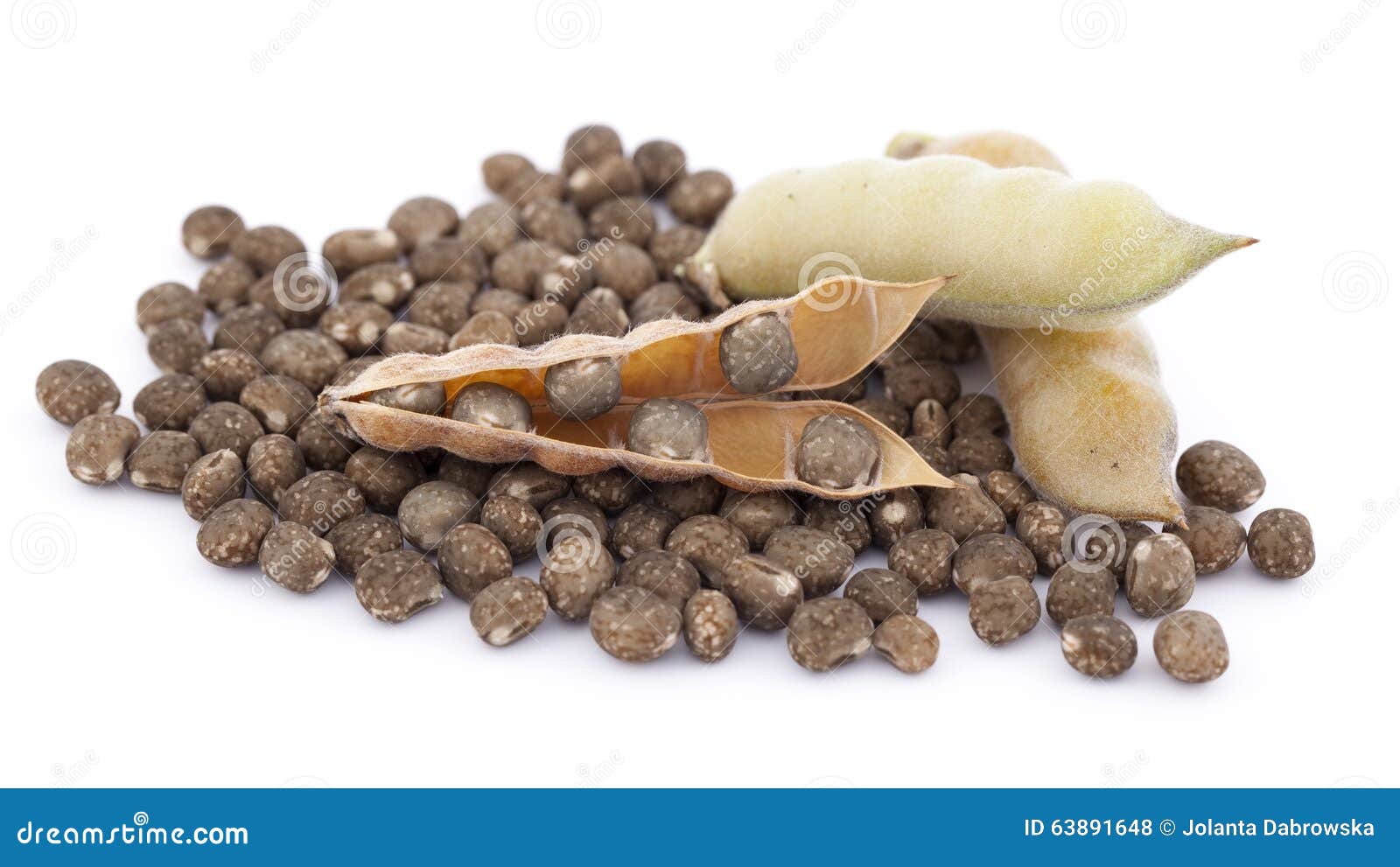 Grain Lupin Stock Photo Image 63891648