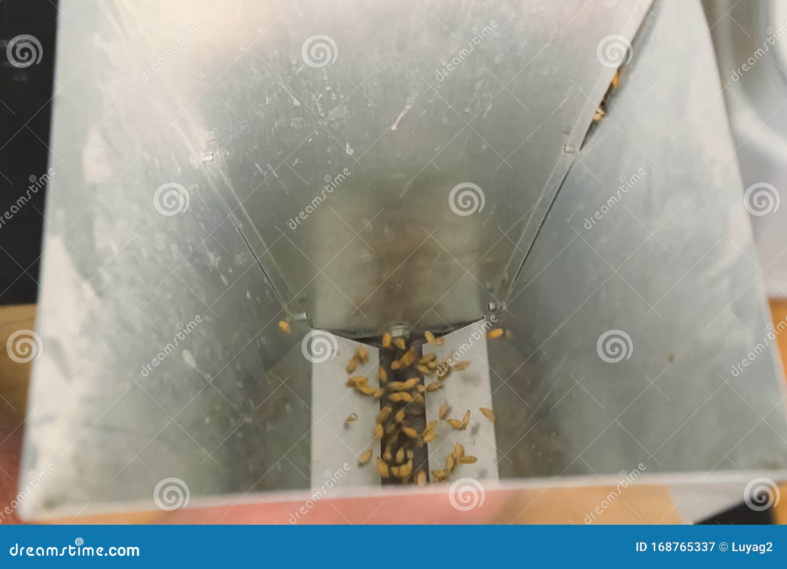 Grain Mill, Barley Grinding in Mill Grain Mill Stock Image Image of