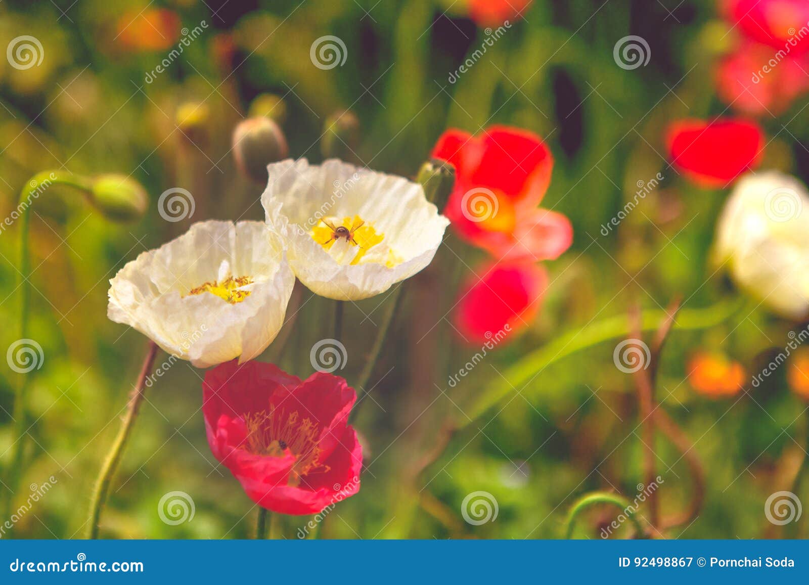 Grain Noise Filter of Poppy Flower with the Bee on the White Flower