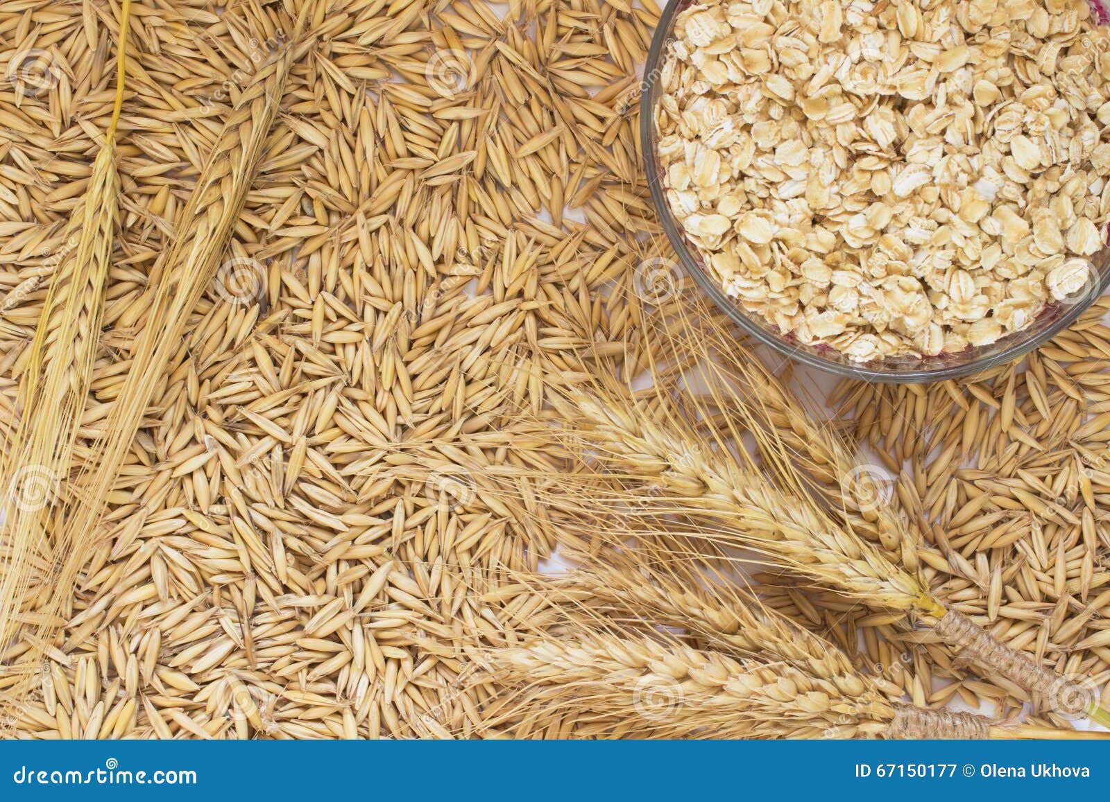 Grain Oats, Oat Flakes in a Box, Twigs Barley Stock Image Image of