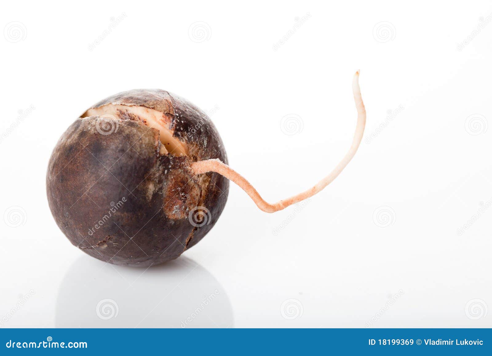 Graine d'avocat image stock. Image du edibles, avocat 18199369