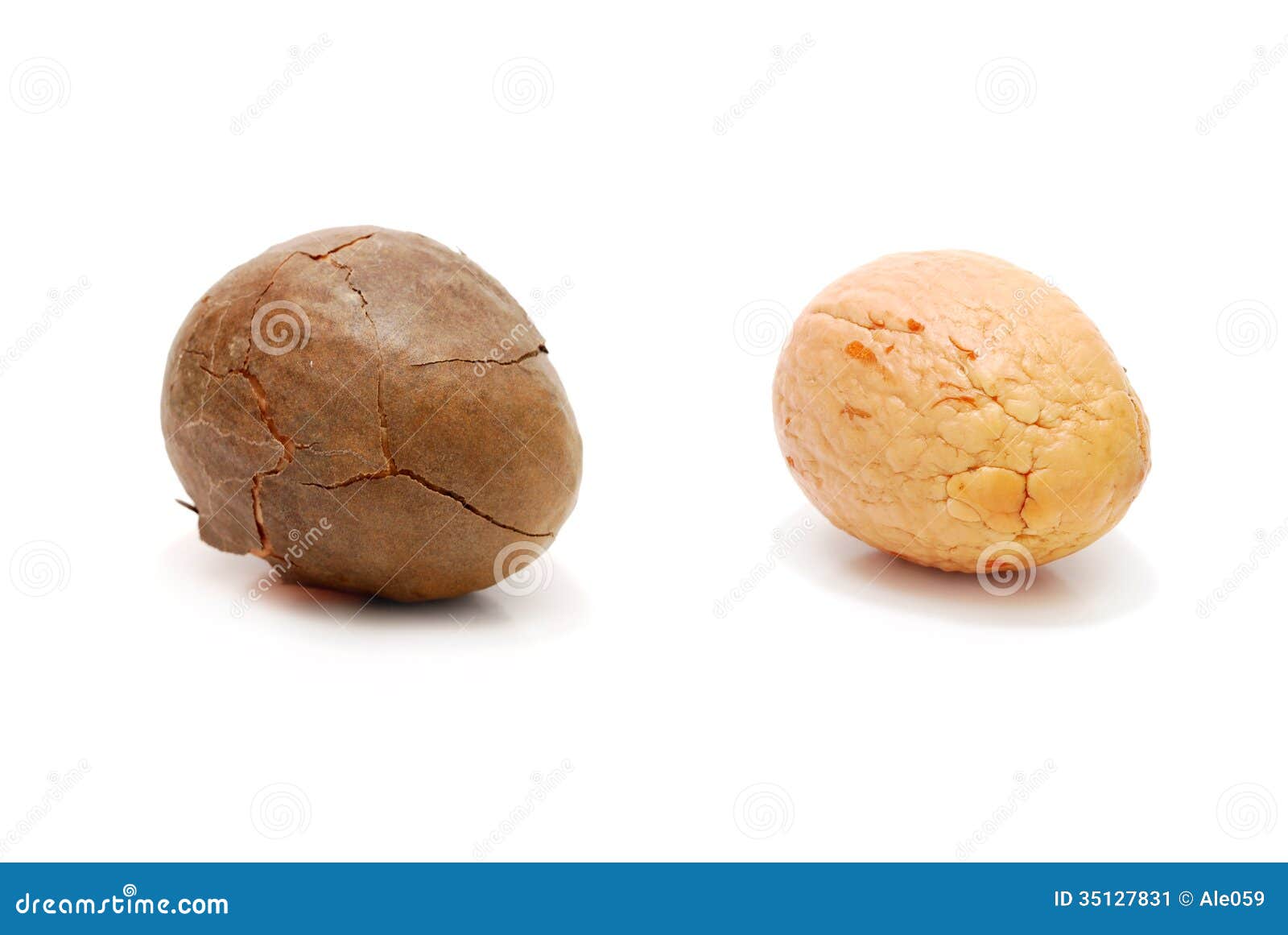 Graine d'avocat image stock. Image du rugueux, tropical 35127831