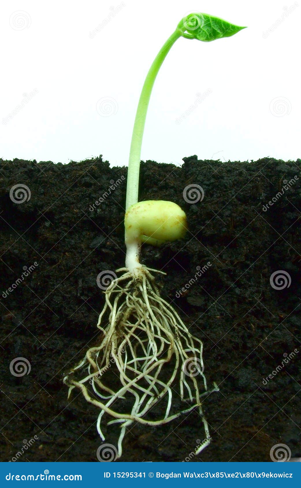 Graine D'haricot De Germination Image stock Image du germez, pousse