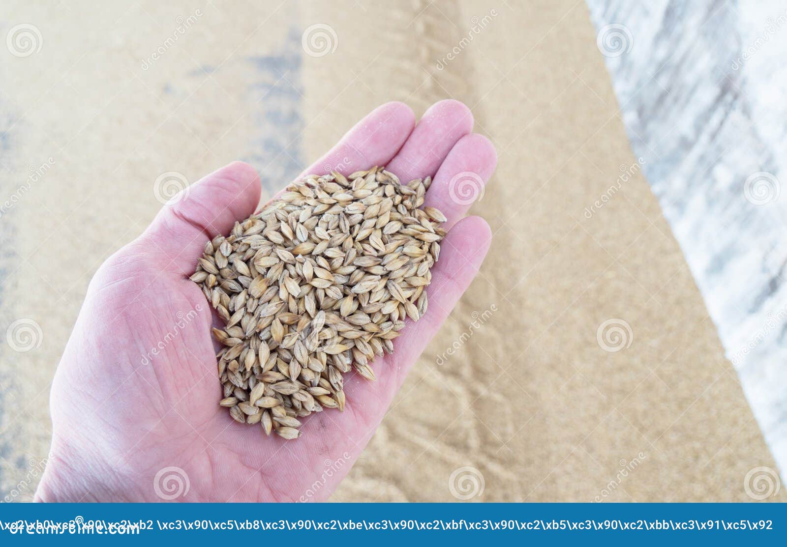 Grains Of Barley Grass In The Field Stock Image