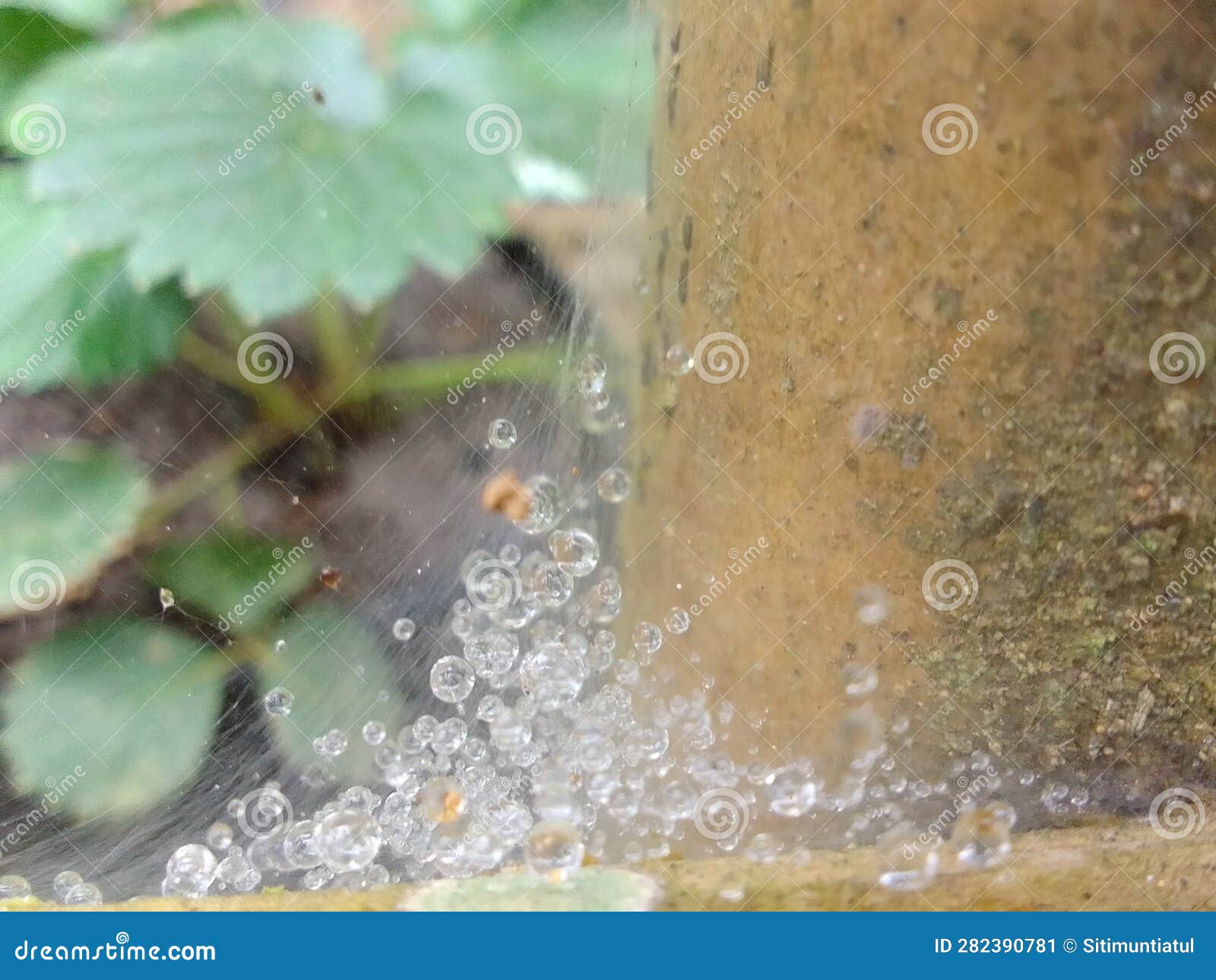 the grains that fall tread on the leaves, flowing straight leaving a row of water on the leaves. cool, like dew