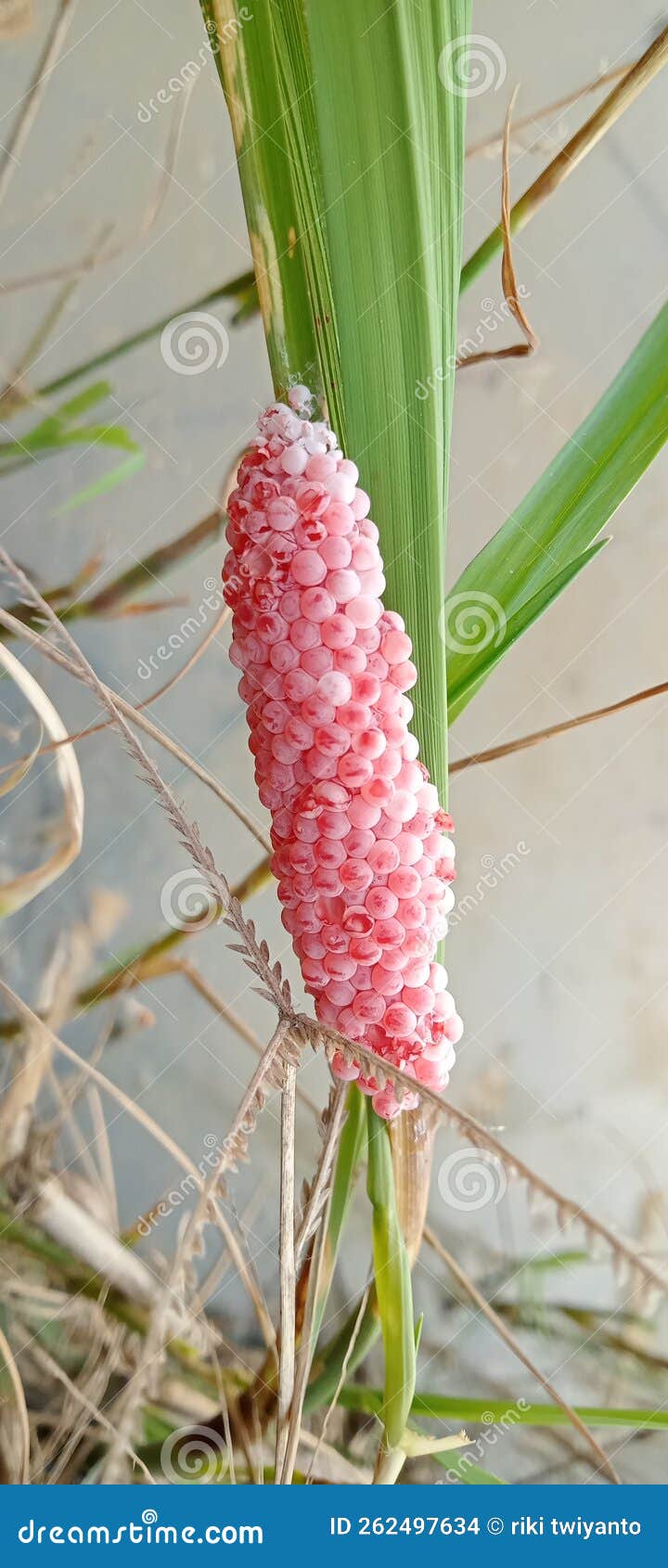 Grains of Life from a Snail that Will Later Maintain the Food Chain Stock Photo Image of