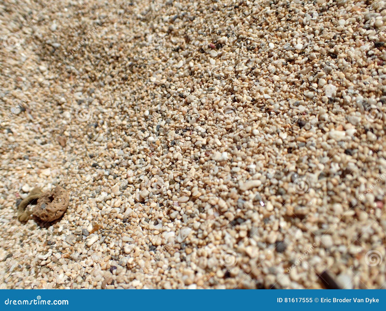 Grains of Oahu Beach Sand stock image. Image of holes 81617555