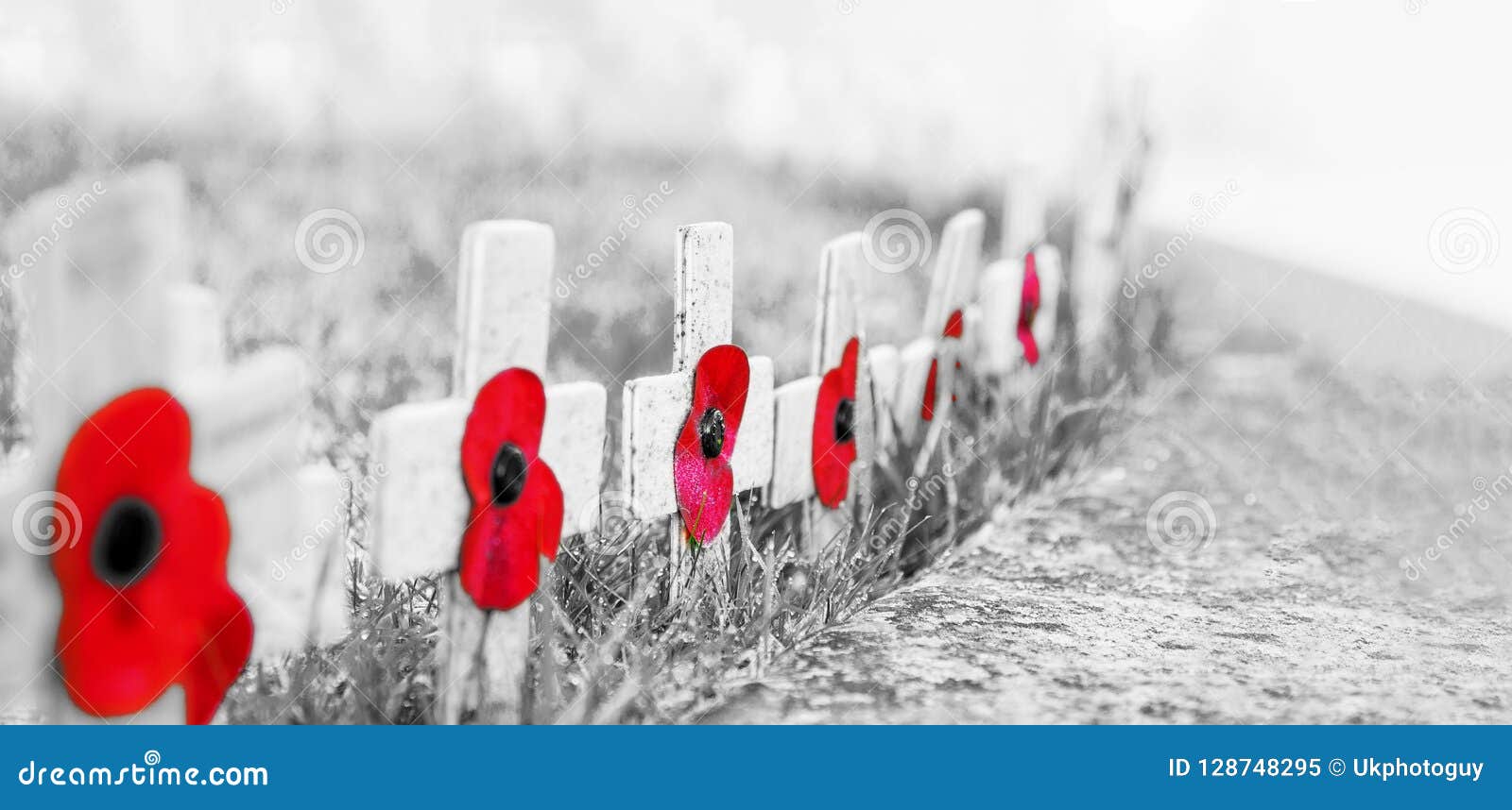 grainy black and white with red poppies selective focus - remembrance day poppies on wooden crosses, on frosty grass