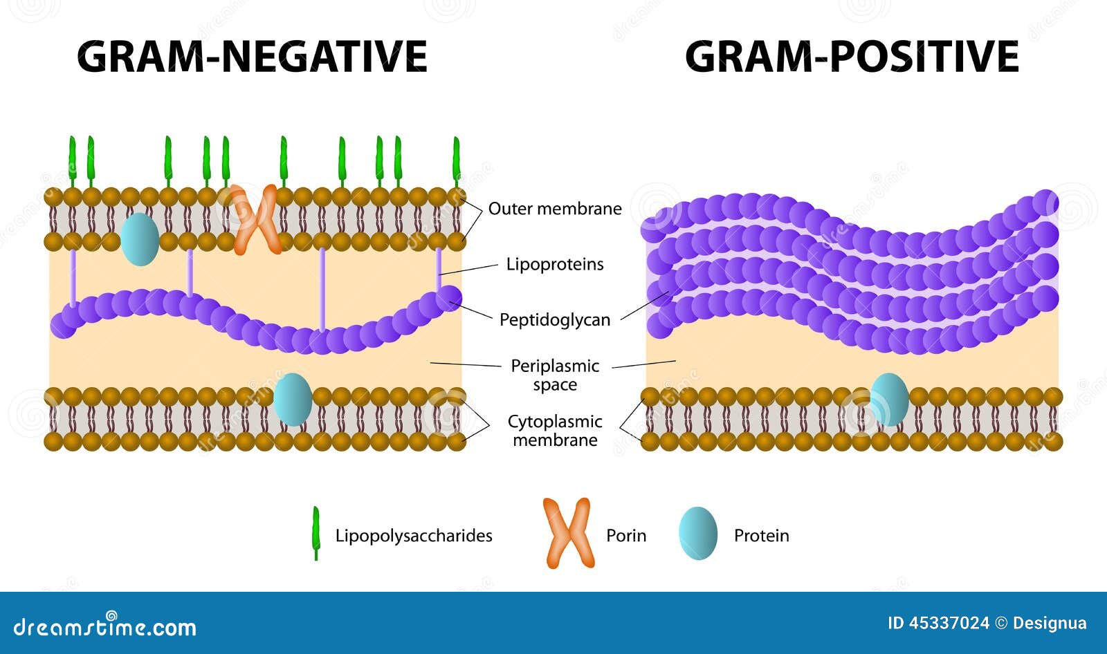 gram-positive and gram-negative bacteria