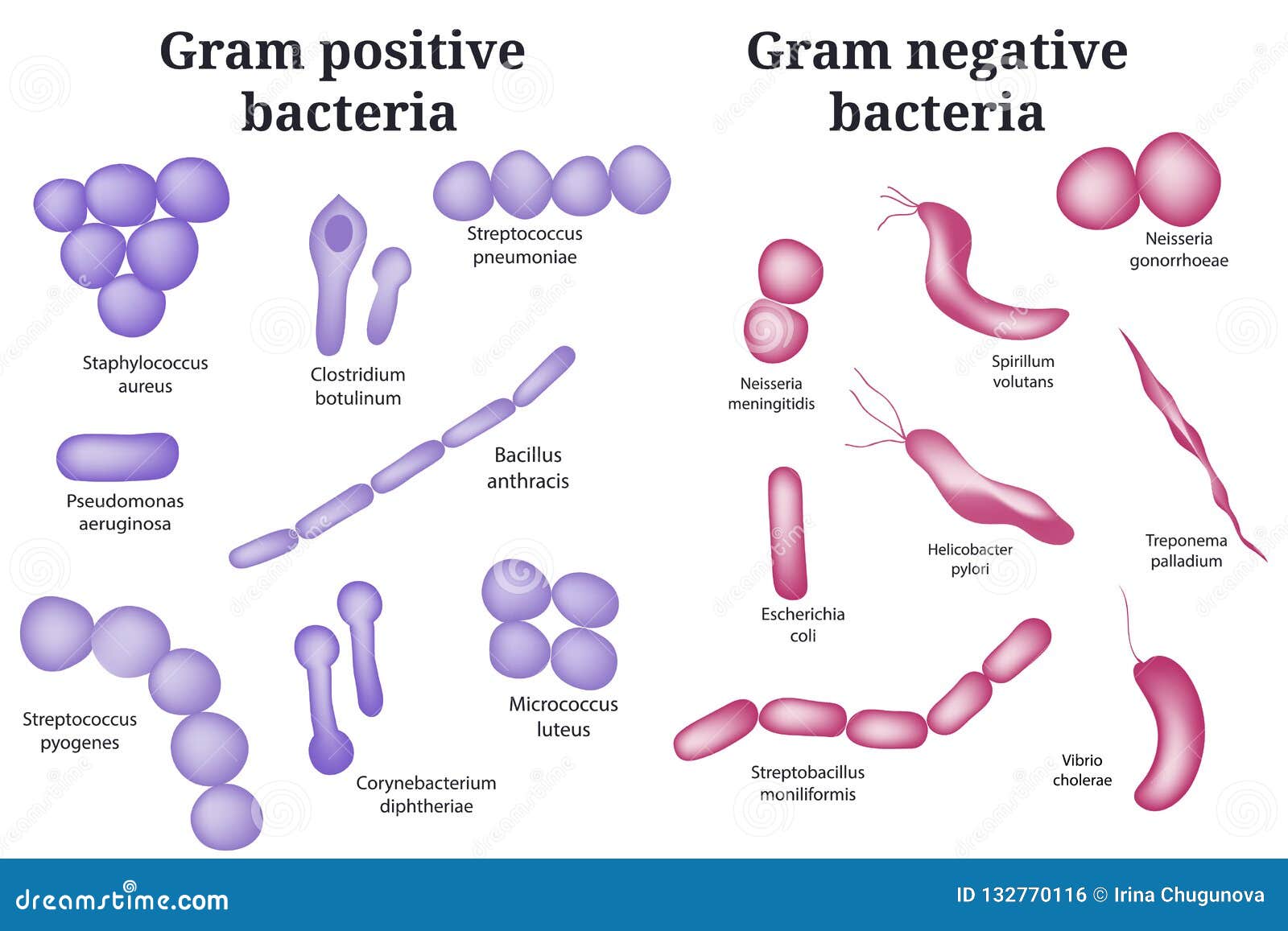 Gram Positive And Gram Negative Bacteria Chart