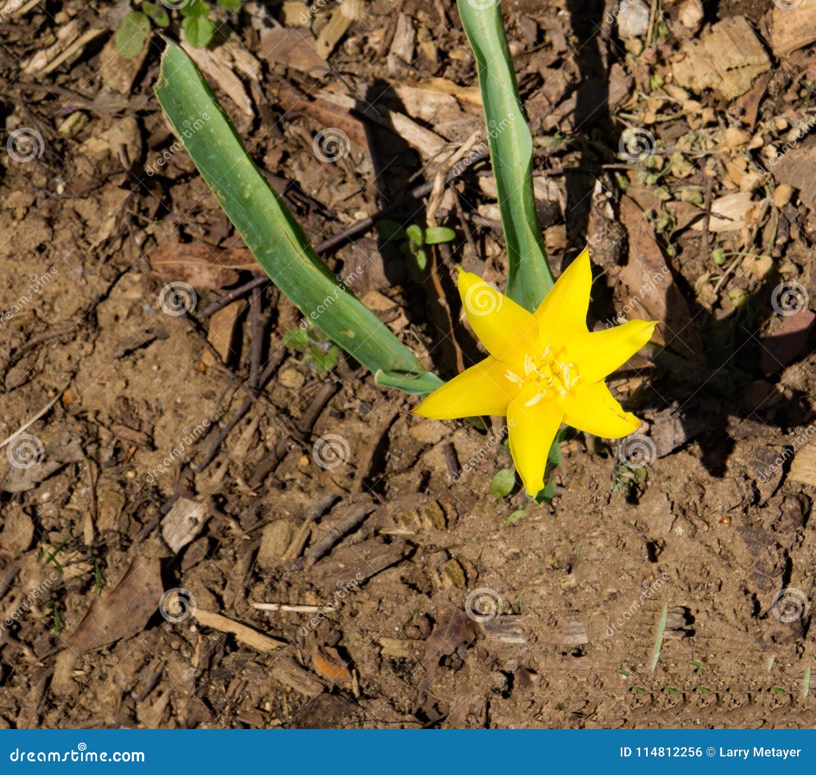 Grama De Estrela Amarela - Hypoxis Hirsuto Foto de Stock - Imagem de  americano, americana: 114812256