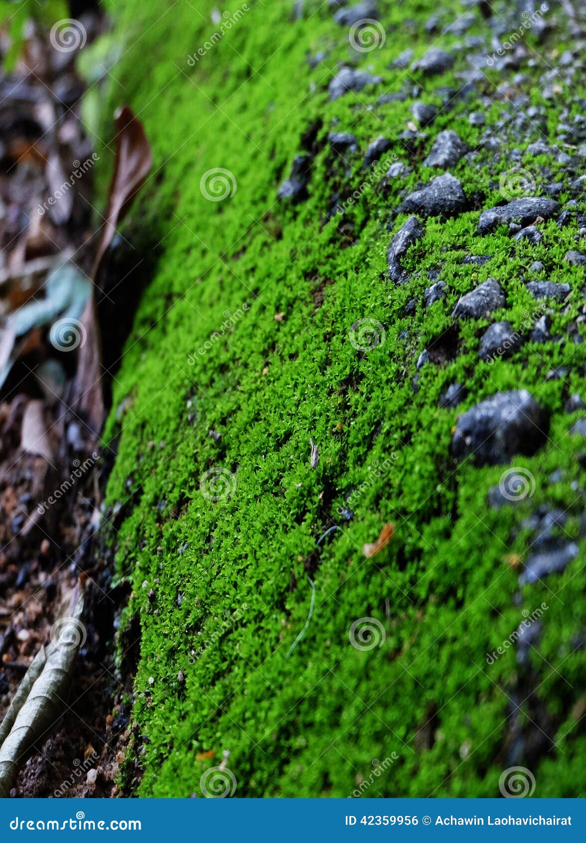 Grama De Tapete Verde Do Musgo Foto de Stock - Imagem de floresta,  paisagem: 42359956