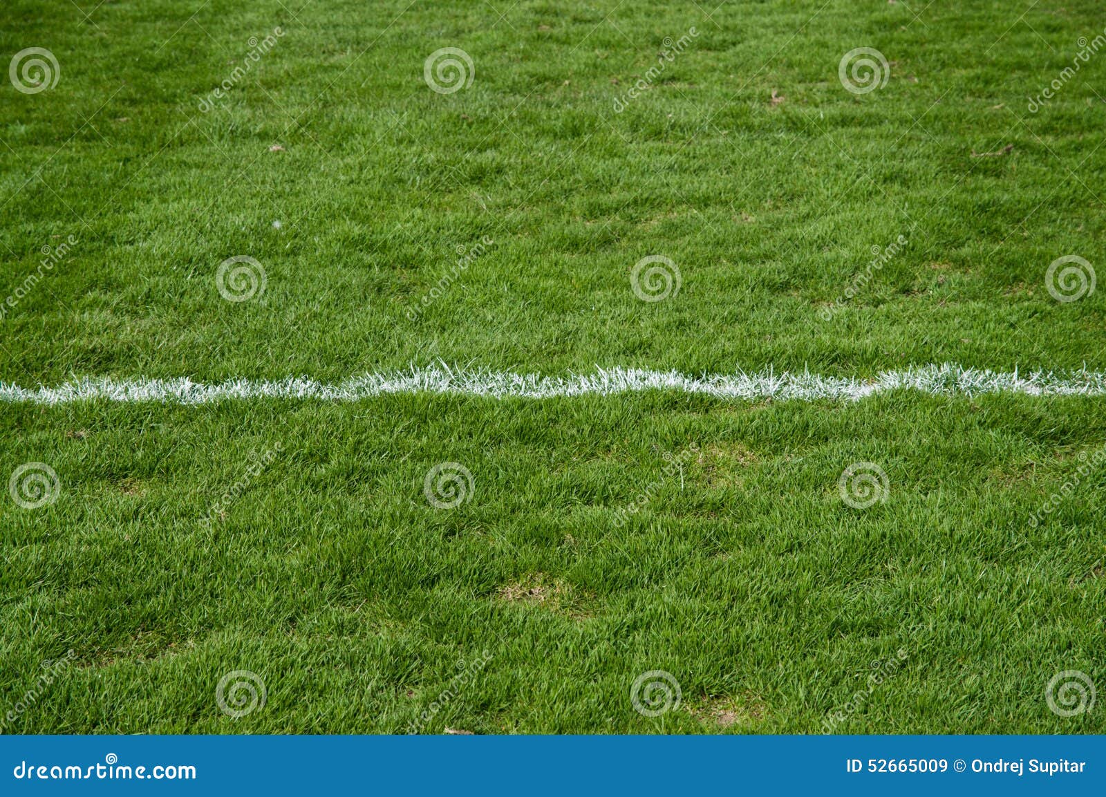 Grama do futebol. Grama no estádio de futebol