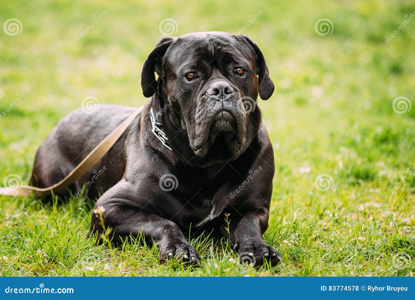 cane corso italiano  Corso do bastão, Cães grandes, Cachorro