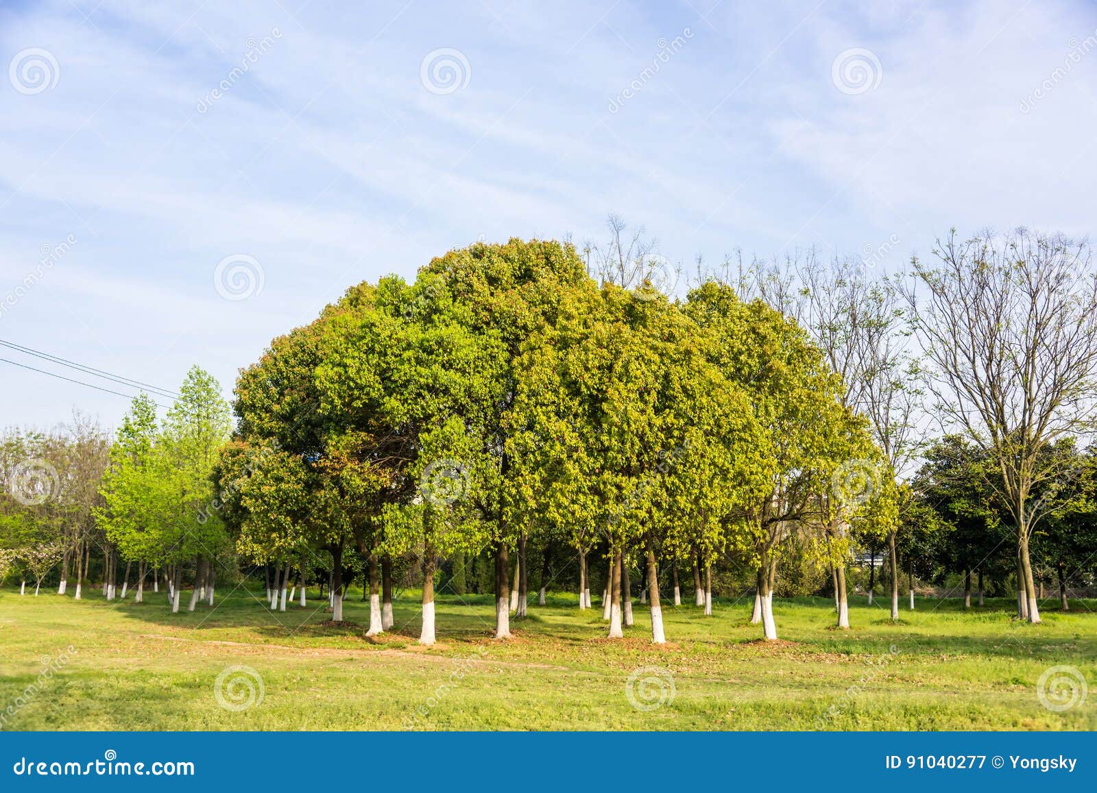 Gramado e árvores verdes Esta foto foi recolhida a área cênico do monte de Zhongshan, cidade de Nanjing, porcelana