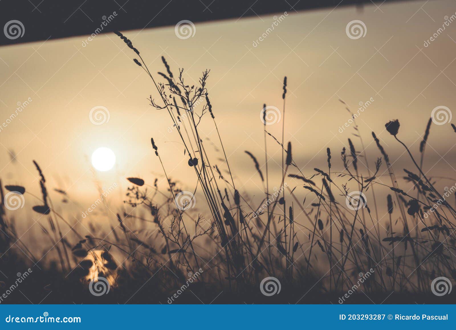 gramineas, foxtail plant on the coast at sunset