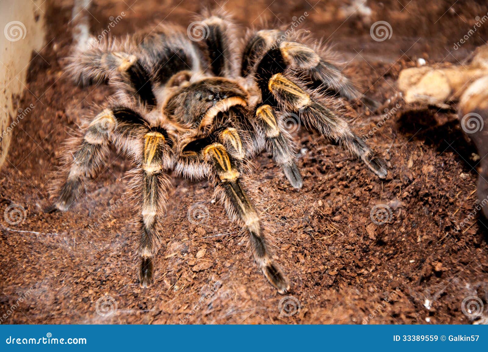 Grammostola aureostriata stock image. Image of danger - 33389559