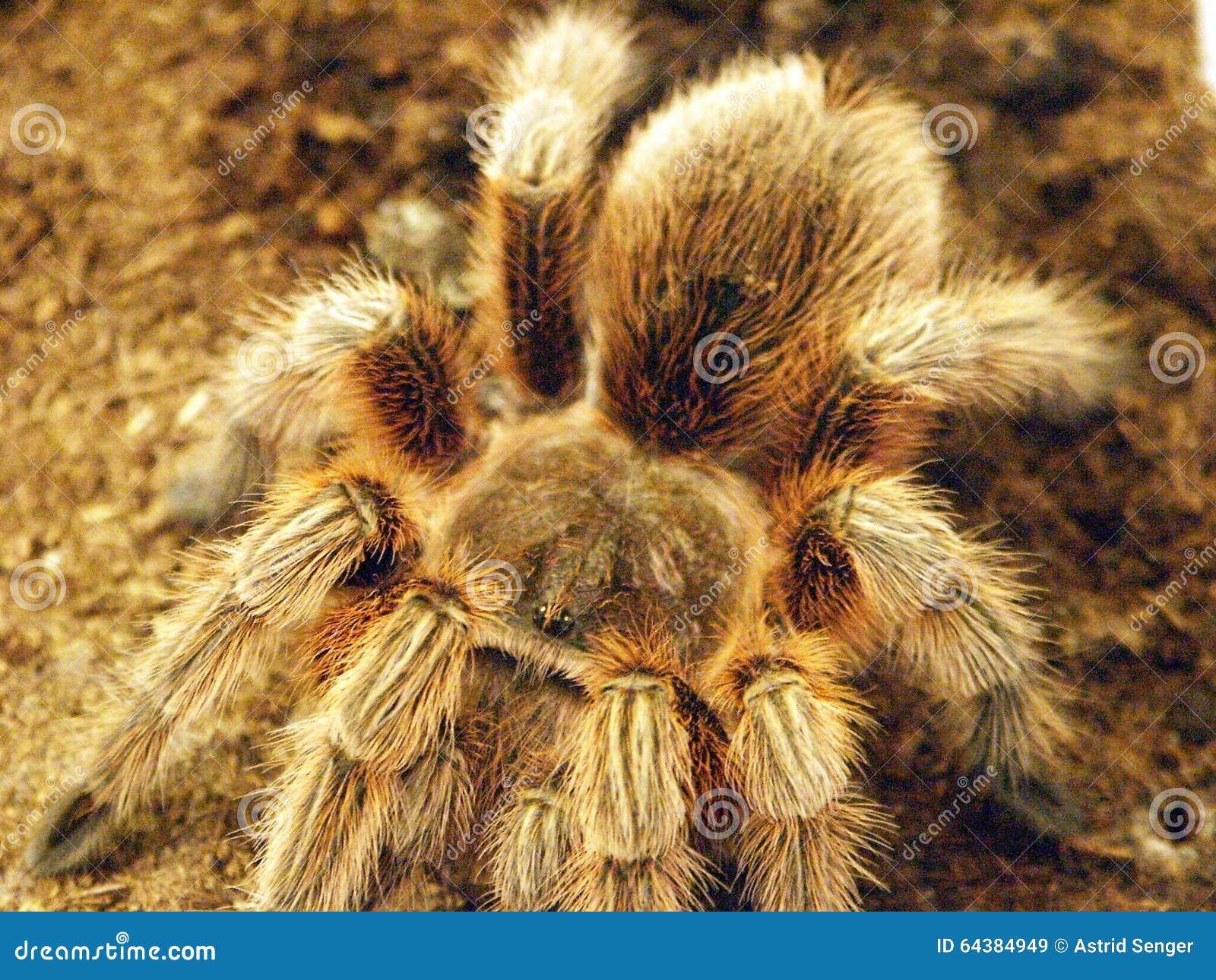 Grammostola rosea stock image. Image of grammostola, rosea - 64384949