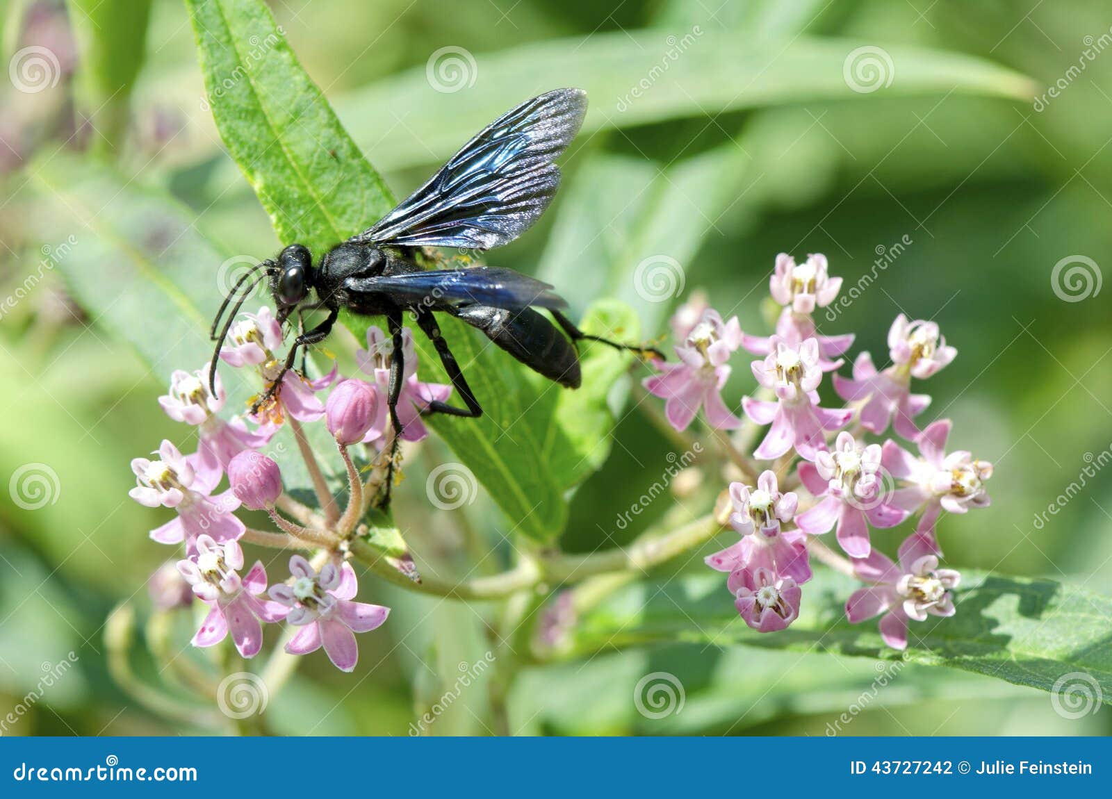 Gran avispa negra foto de archivo. Imagen de avispa, vuelo 43727242