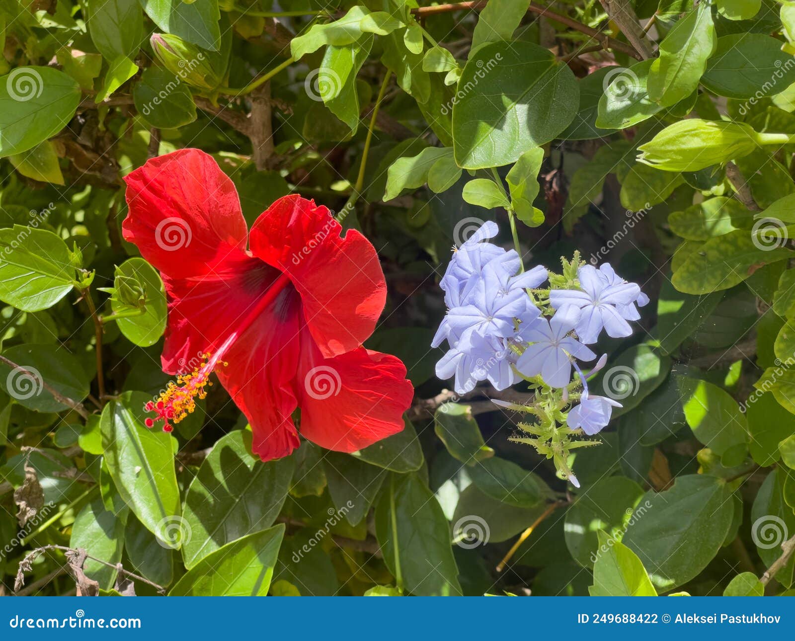 Gran Cabeza De Flor Roja Colorida Y Una Pequeña Flor Blanca Cerca De Las  Hojas Verdes Foto de archivo - Imagen de flores, arbusto: 249688422