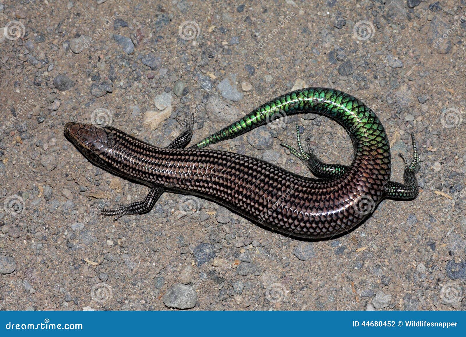 Gran Canaria Skink - Chalcides Sexlineatus Stock Photo