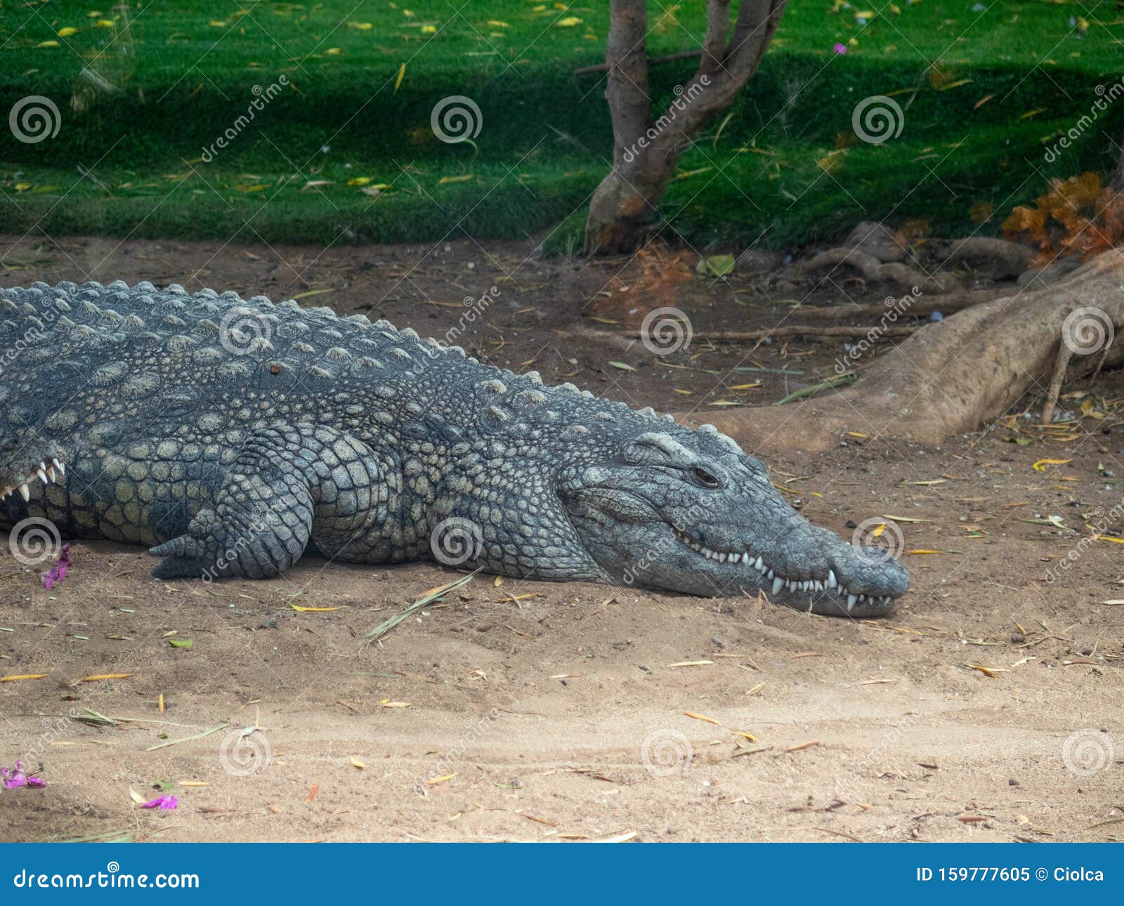 aligator at cocodrilo park, gran canaria