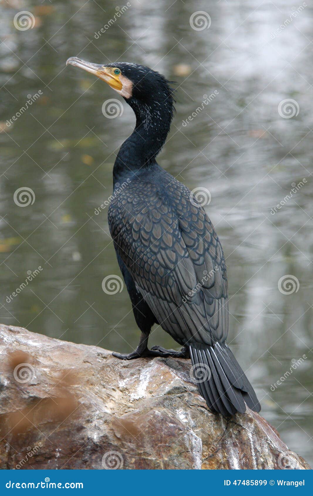 Gran cormorán. Gran vista lateral del cormorán (carbón del Phalacrocorax)