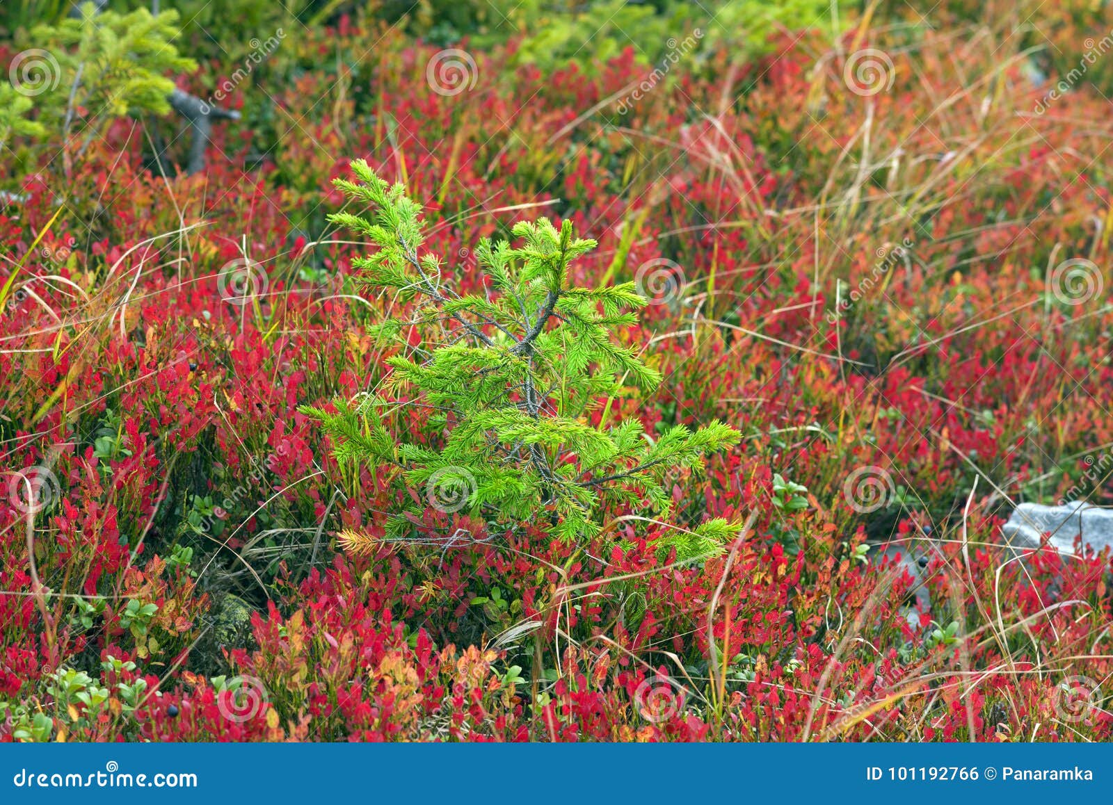 Gran i blåbär av hösten. Hösten i de ukrainska Carpathiansna täcker de alpina lutningarna av maxima med färgrika dekorativa mattor av växter och bär Ljusa färger och pittoresk modell av sidor och ris