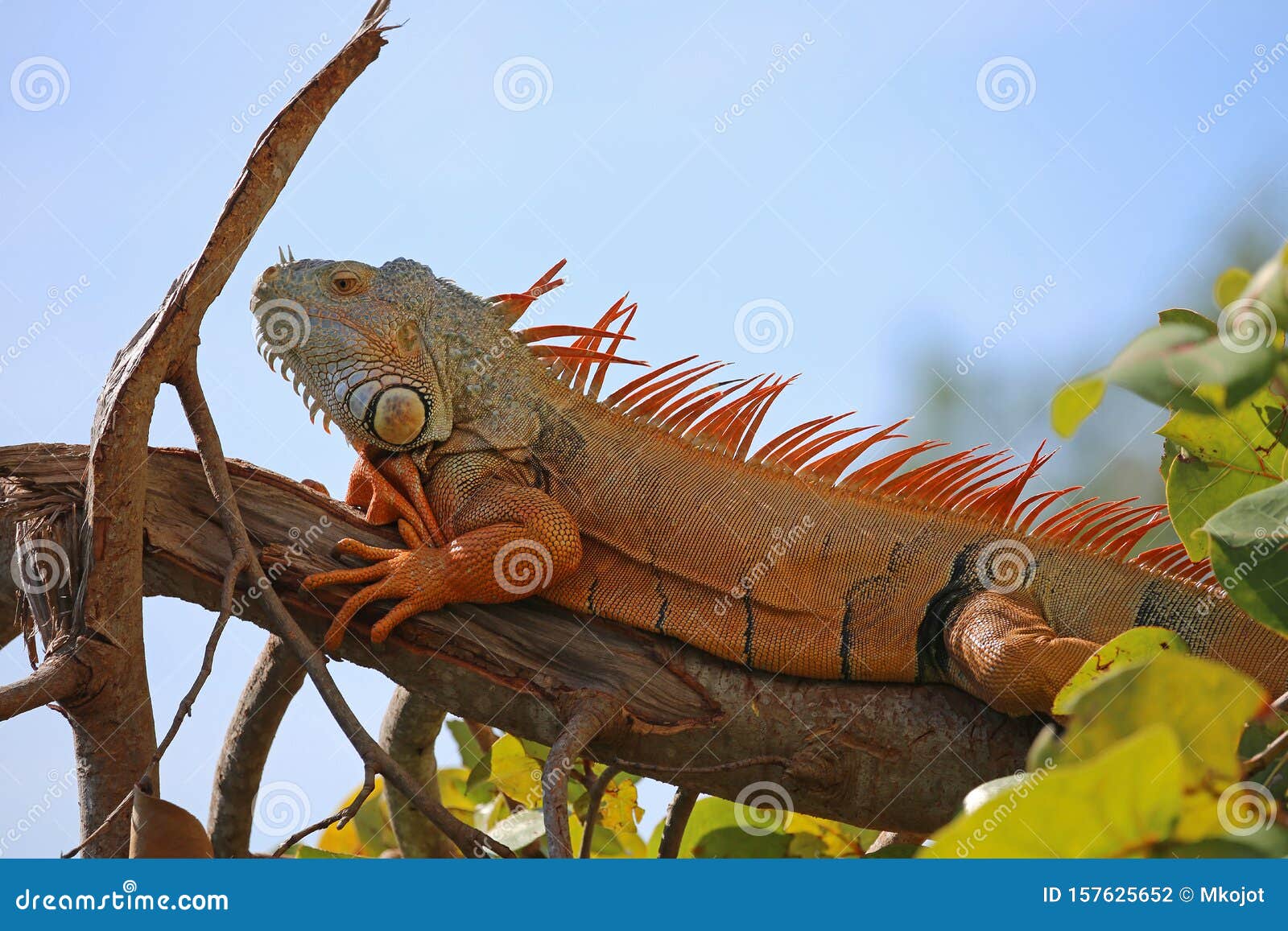 Gran iguana naranja foto de archivo. Imagen de piernas - 157625652