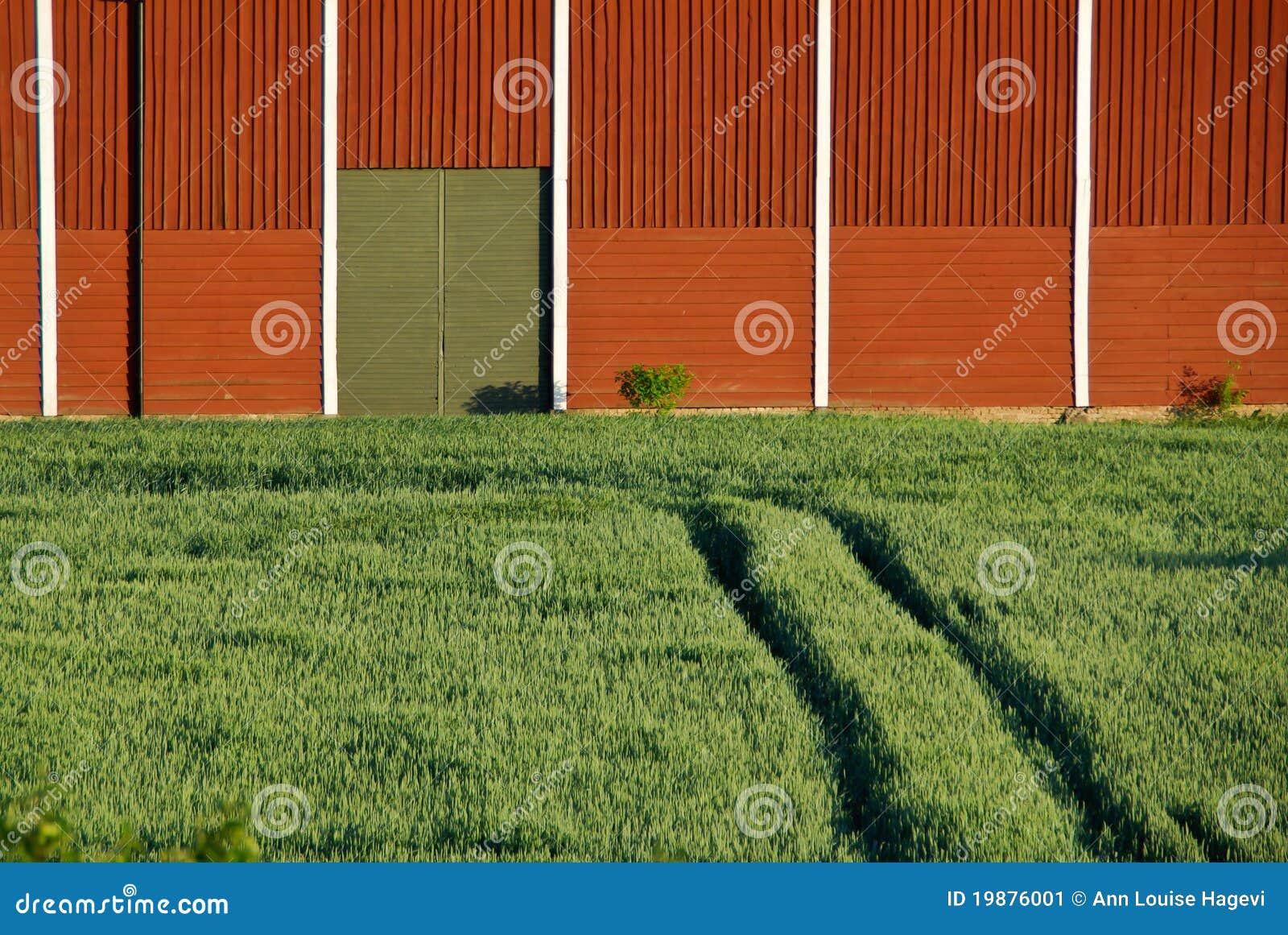 Granaio rosso. Campo di cereale verde e granaio di legno rosso.