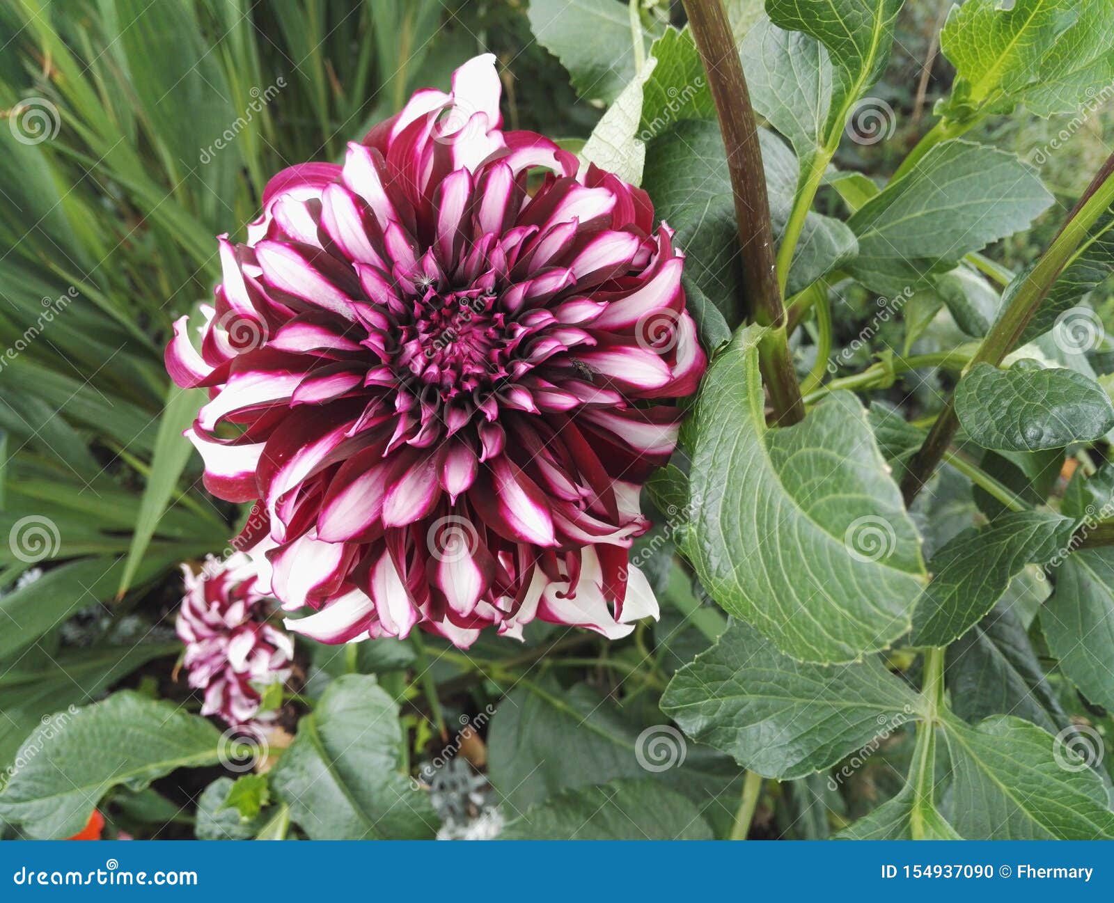 Granate Y Blanco De 'Contraste 'de La Dalia Decorativos Con Las Flores  Gigantes En Verano Foto de archivo - Imagen de cubo, fondo: 154937090