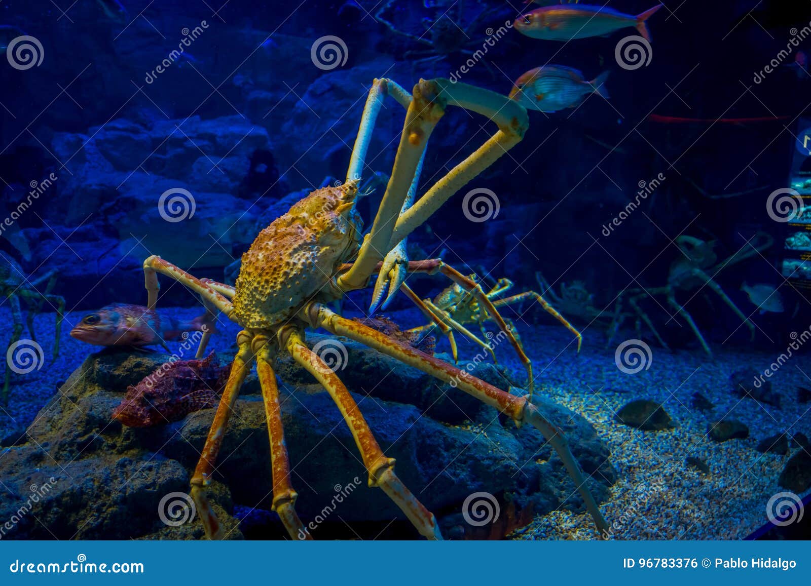 Granceola Enorme Di Japanesse Dentro Dell Acquario Di Osaka Nel Giappone Fotografia Stock Immagine Di Deep Nave Granceola Enorme Di Japanesse Dentro Dell Acquario Di Osaka Nel Giappone Fotografia Stock Immagine Di Deep Nave