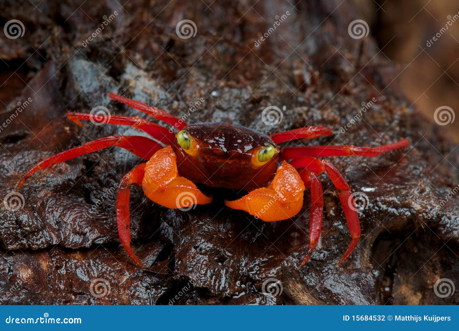 Granchio Di Fiume Nano Arancione (CPO) - 1 Coppia Per Acquari D'Acqua Dolce - Foto 5