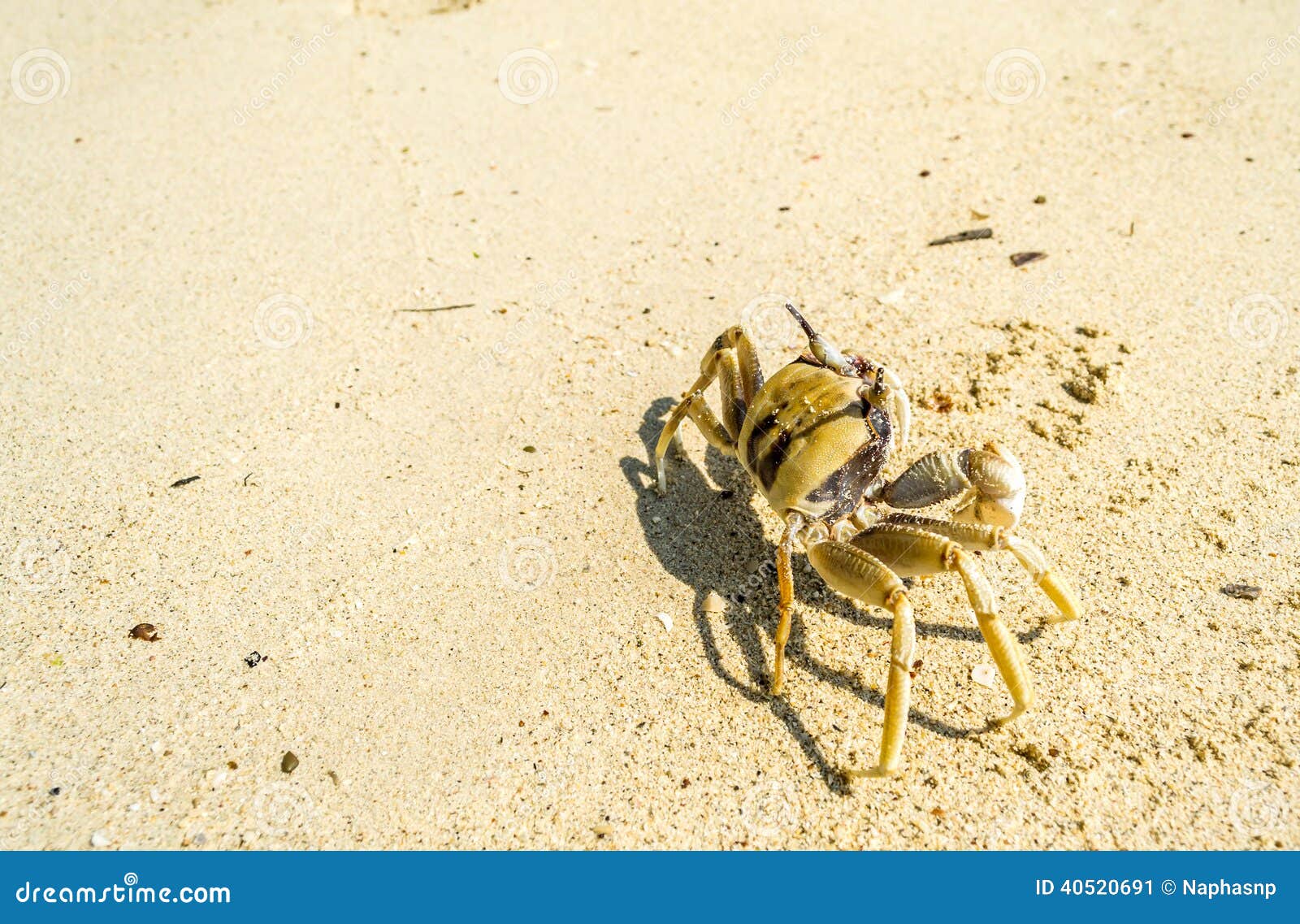 Granchio Giocattolo Neonato Con Luci E Suoni - Ricaricabile USB, Sensore Ostacoli, Per Gattonamento - Foto 6