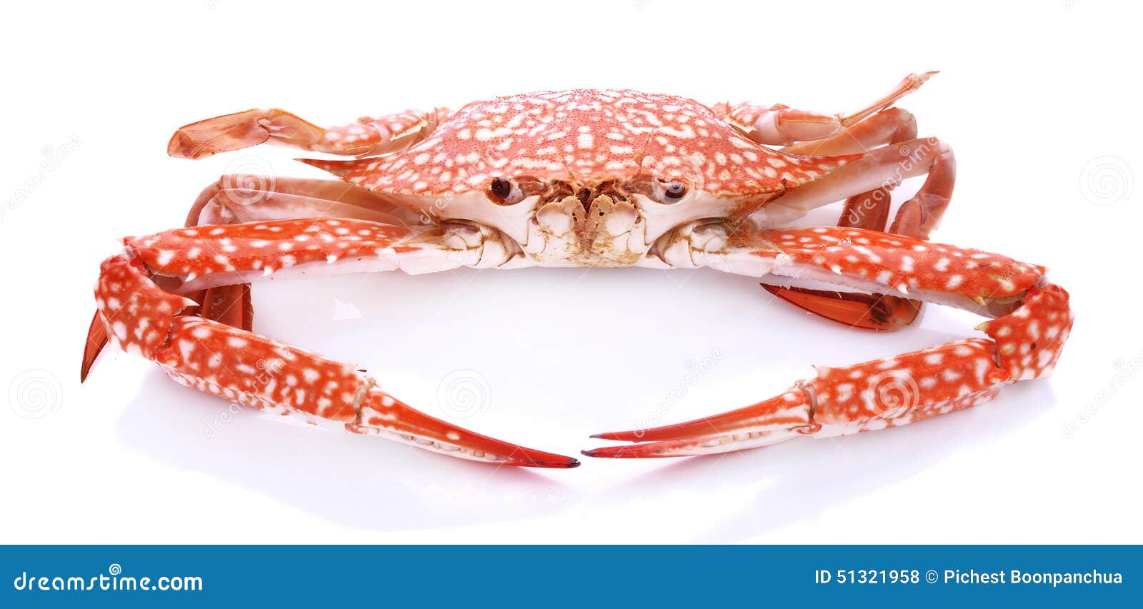 Granchio Rosso Isolato Su Fondo Bianco Fotografia Stock - Immagine Di Animale, Va: 51321958