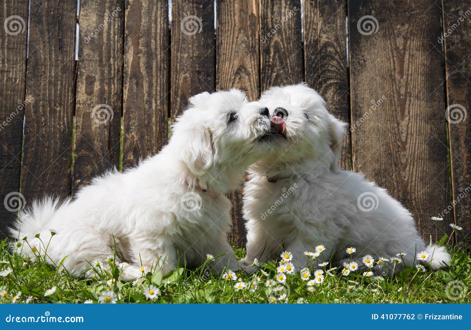 Grand Amour Deux Chiens De Bebe Chiots De Tulear De Coton Baisers Photo Stock Image Du Coton Mariage Grand Amour Deux Chiens De Bebe Chiots De Tulear De Coton Baisers Photo Stock Image Du Coton Mariage