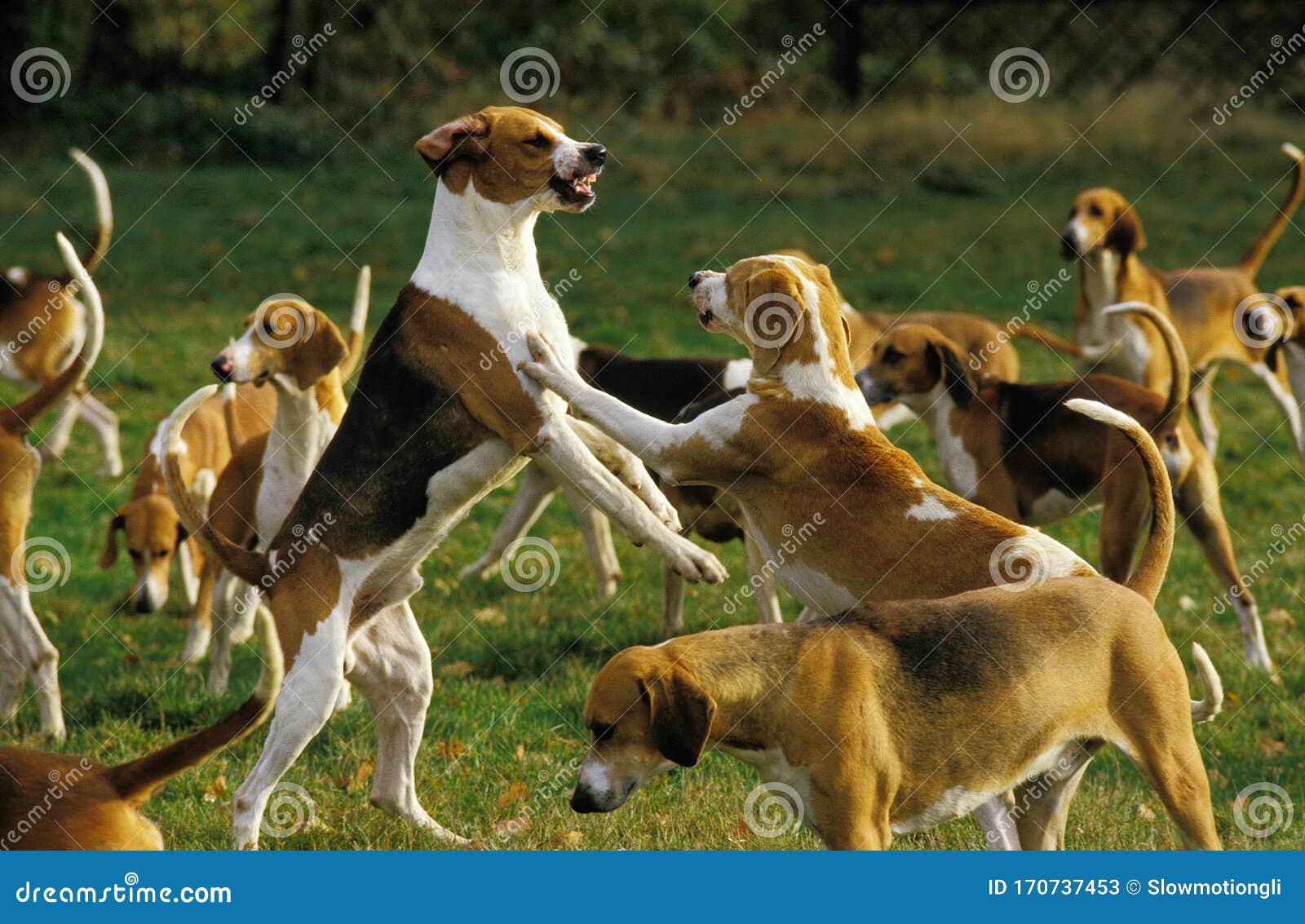 Grand Anglo Francais Tricolore Stock Image Image Of Mammal Length 170737453