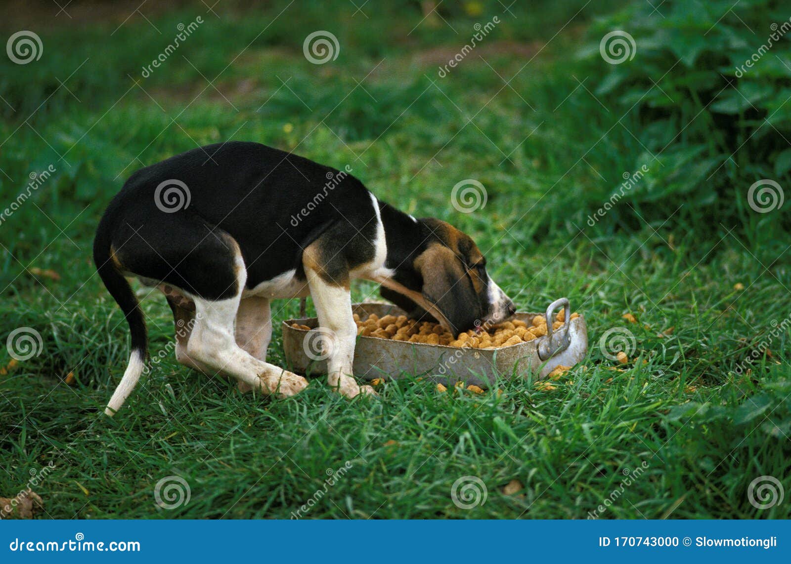 Great Anglo French Tricolour Hound Stock Photo Image Of Great Feeding 170743000